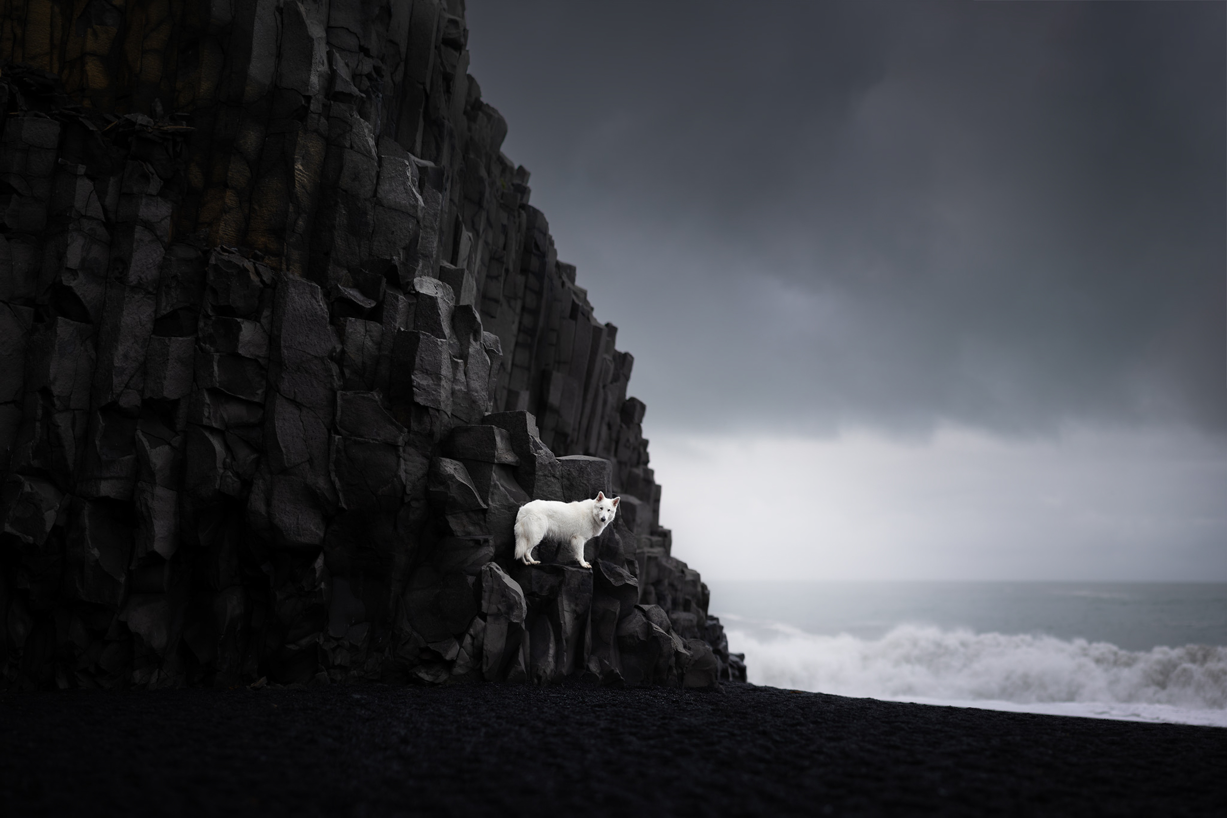 Dog Photography Awards 2025