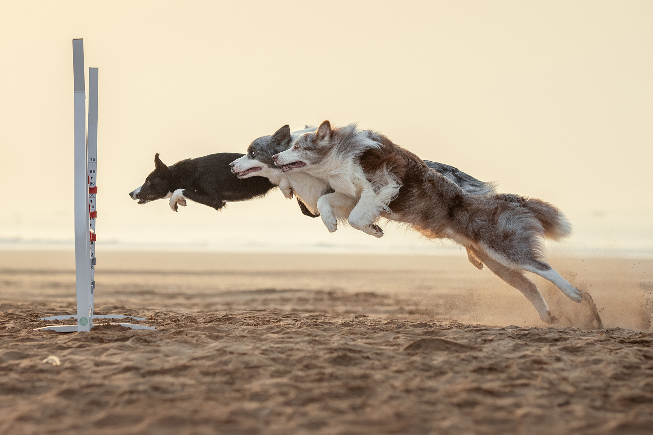 Dog Photography Awards 2025