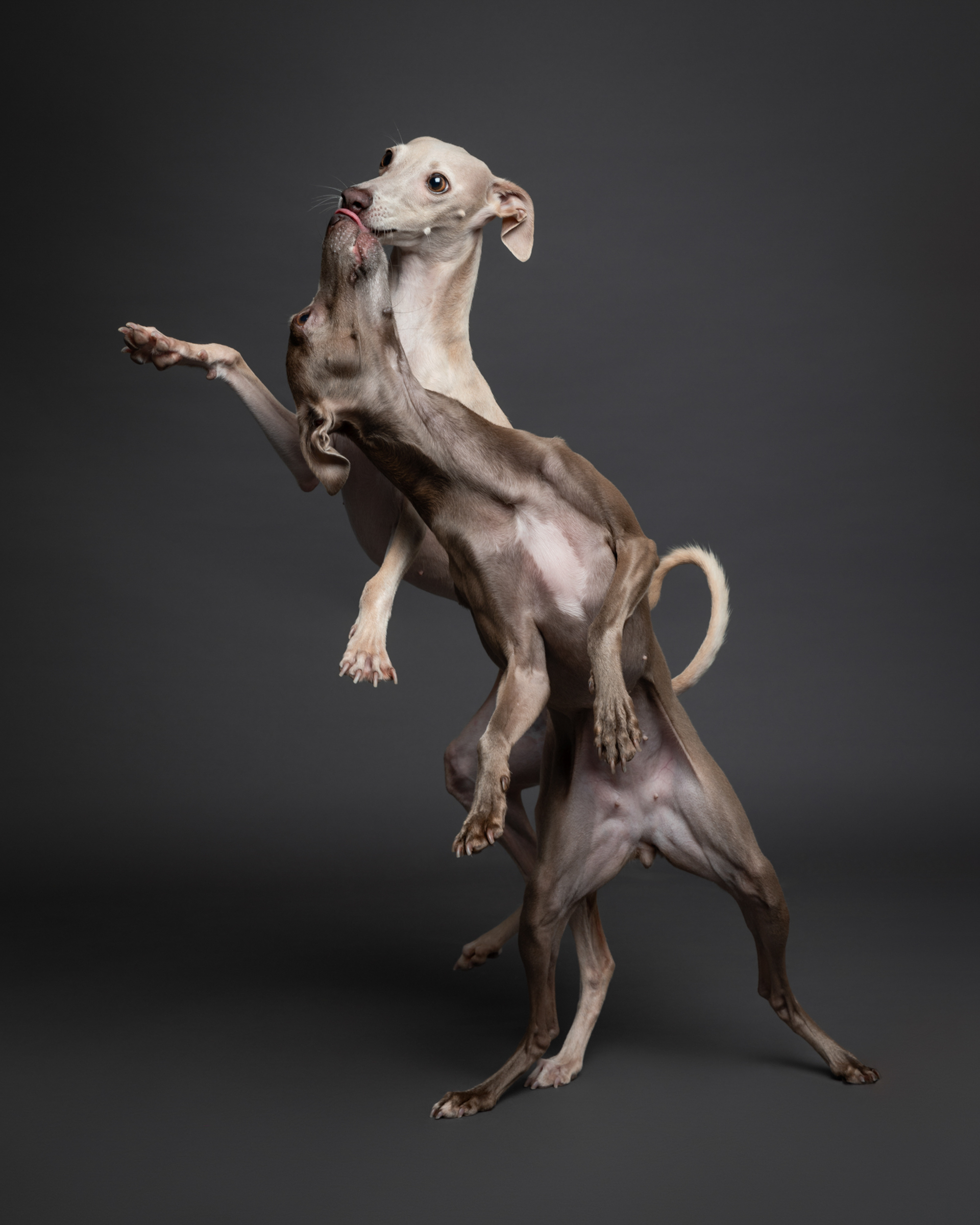 Dog Photography Awards 2025