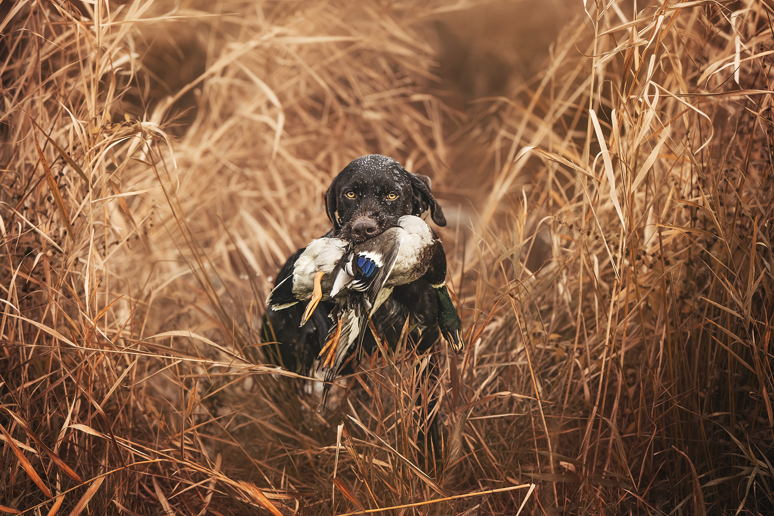 Dog Photography Awards 2025