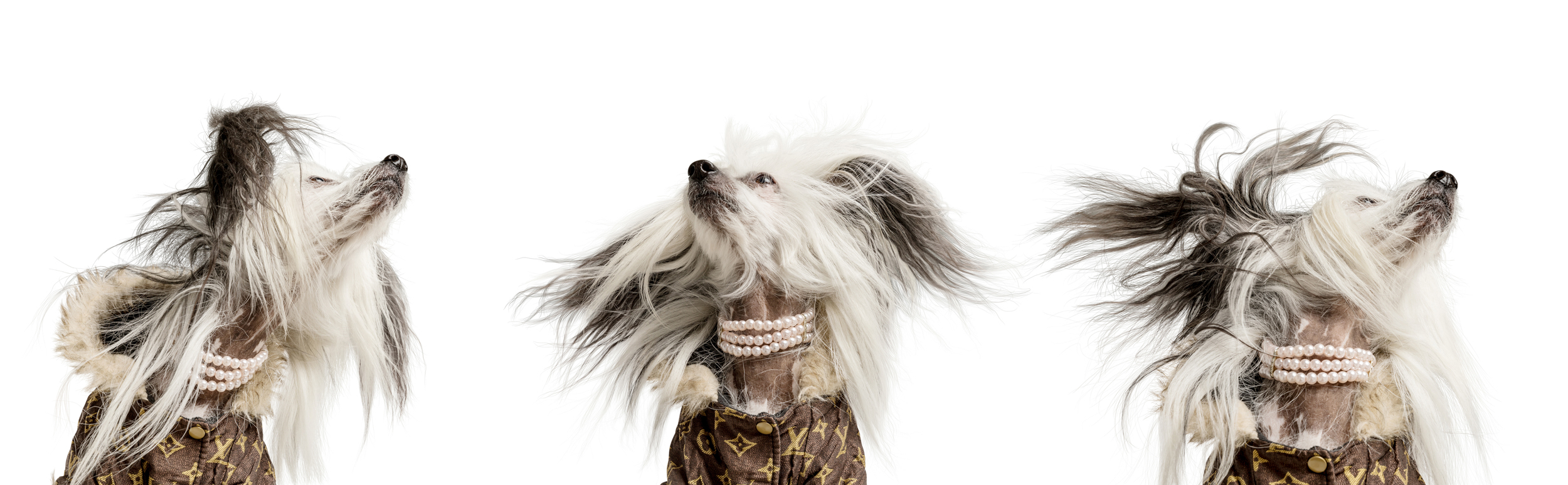 Dog Photography Awards 2025