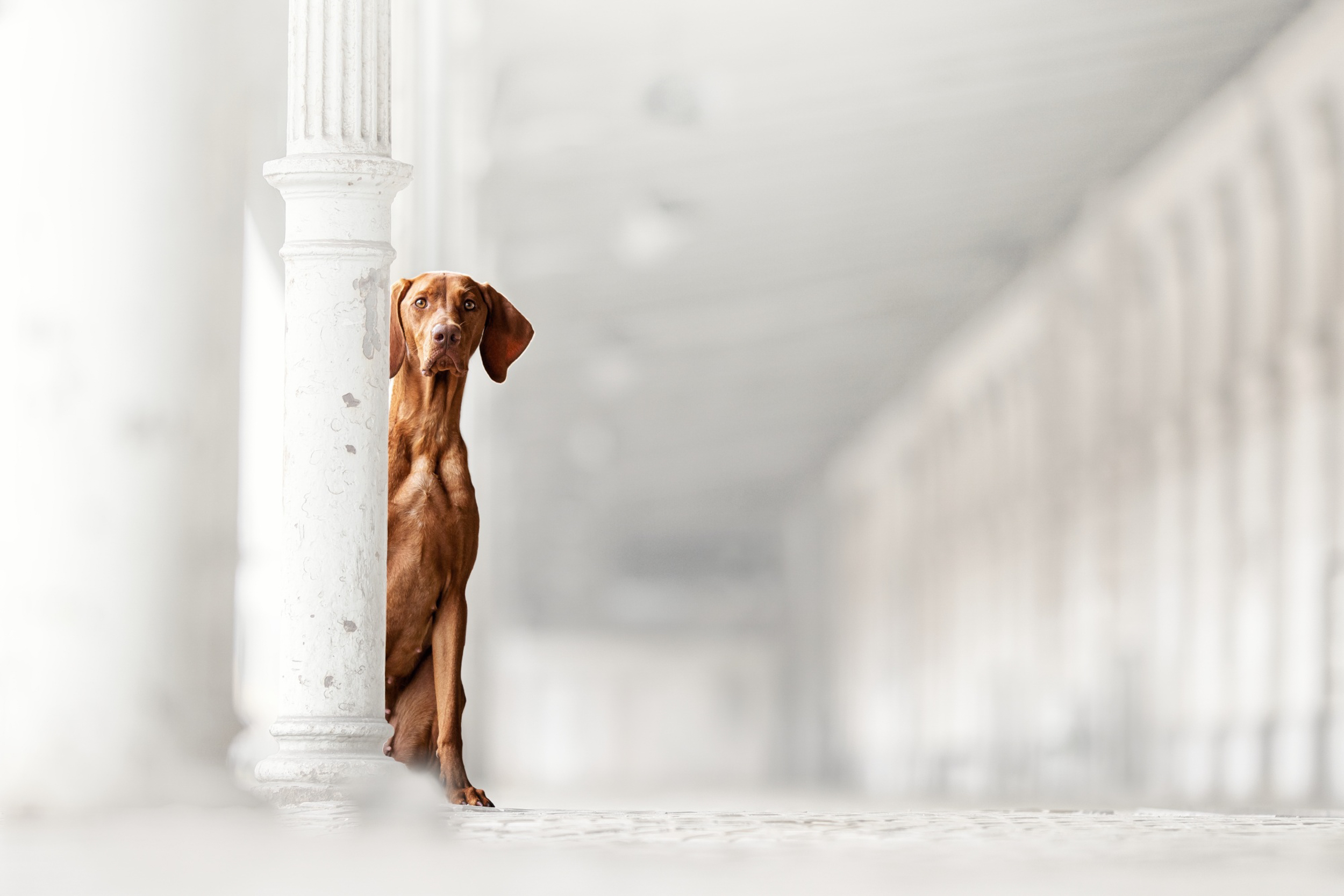 Dog Photography Awards 2025