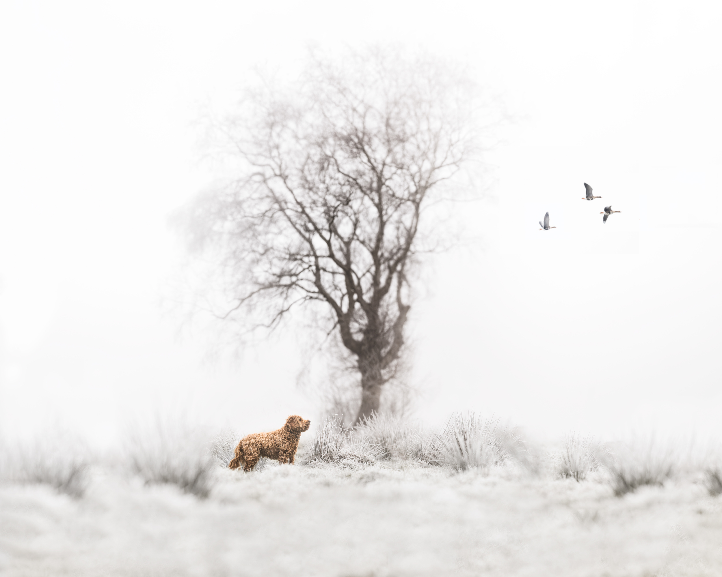 Dog Photography Awards 2025