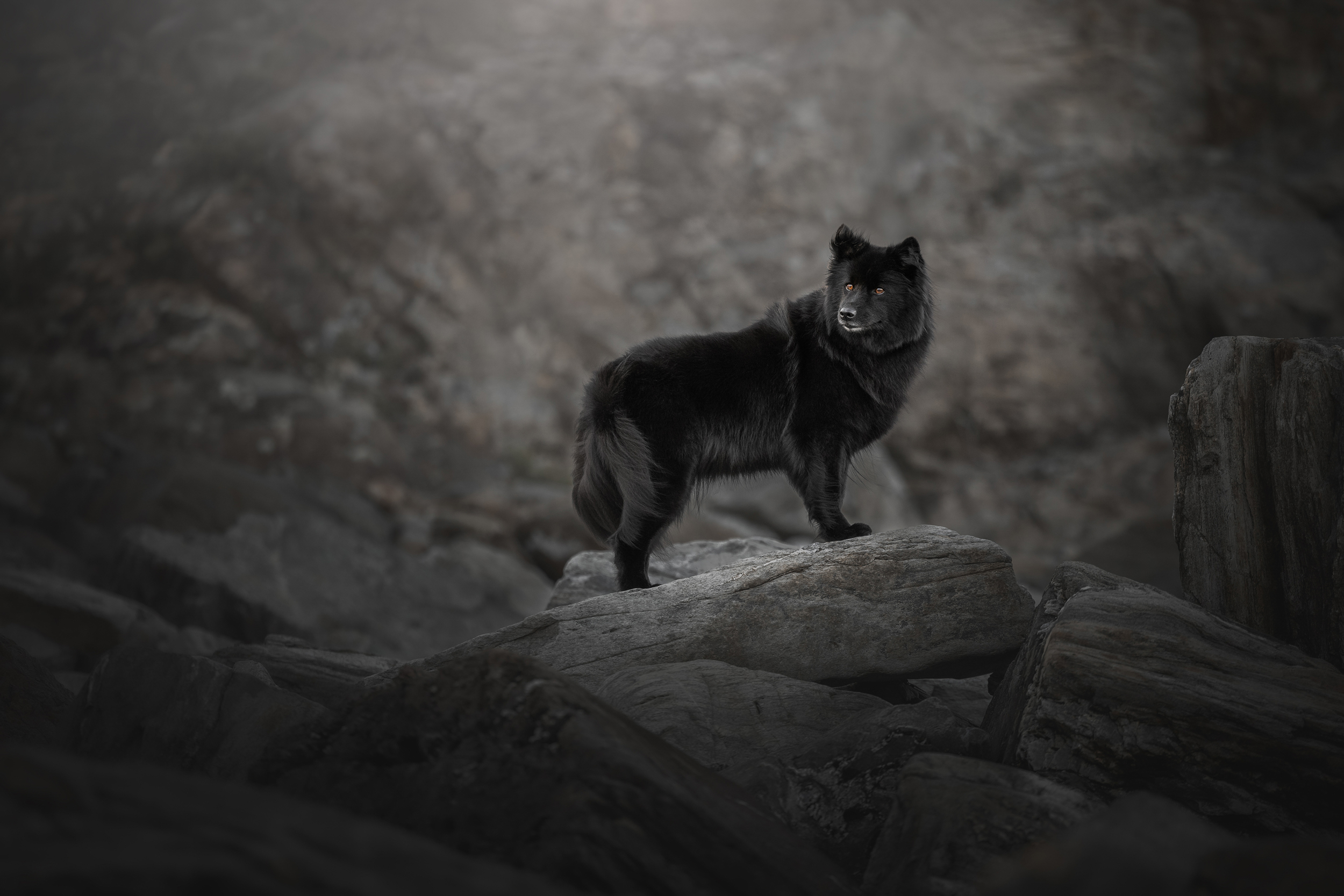 Dog Photography Awards 2025