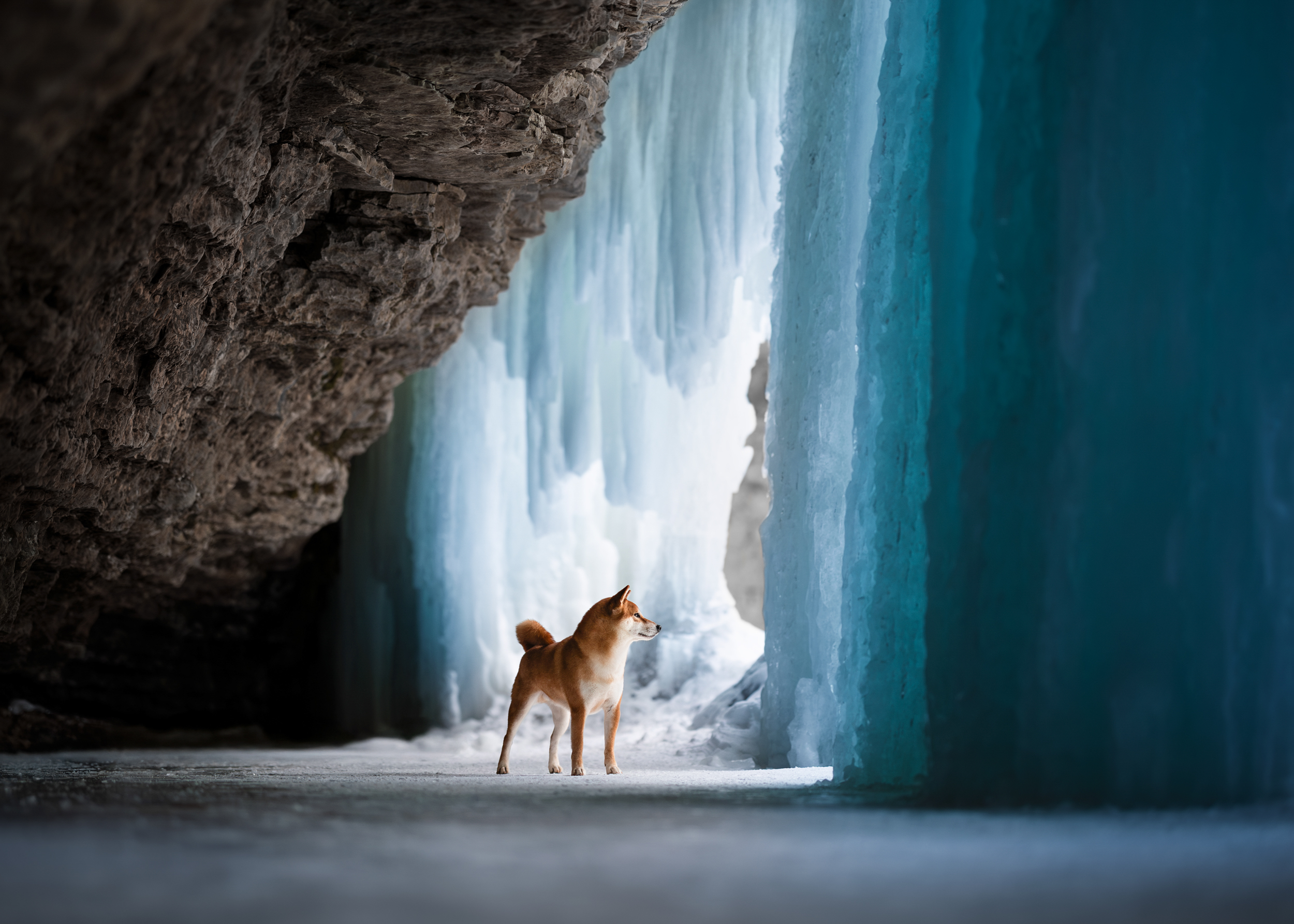Dog Photography Awards 2025