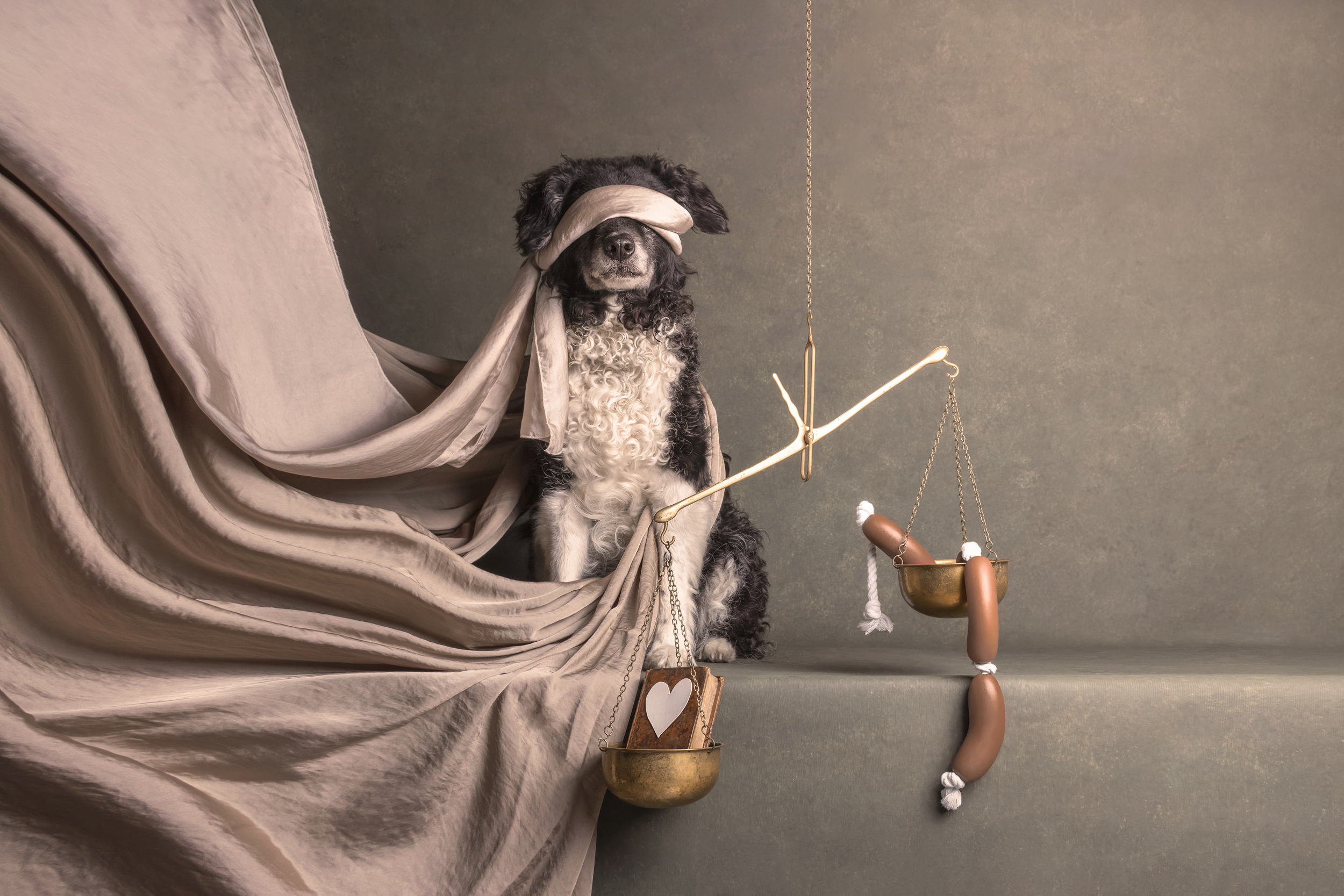 Dog Photography Awards 2025