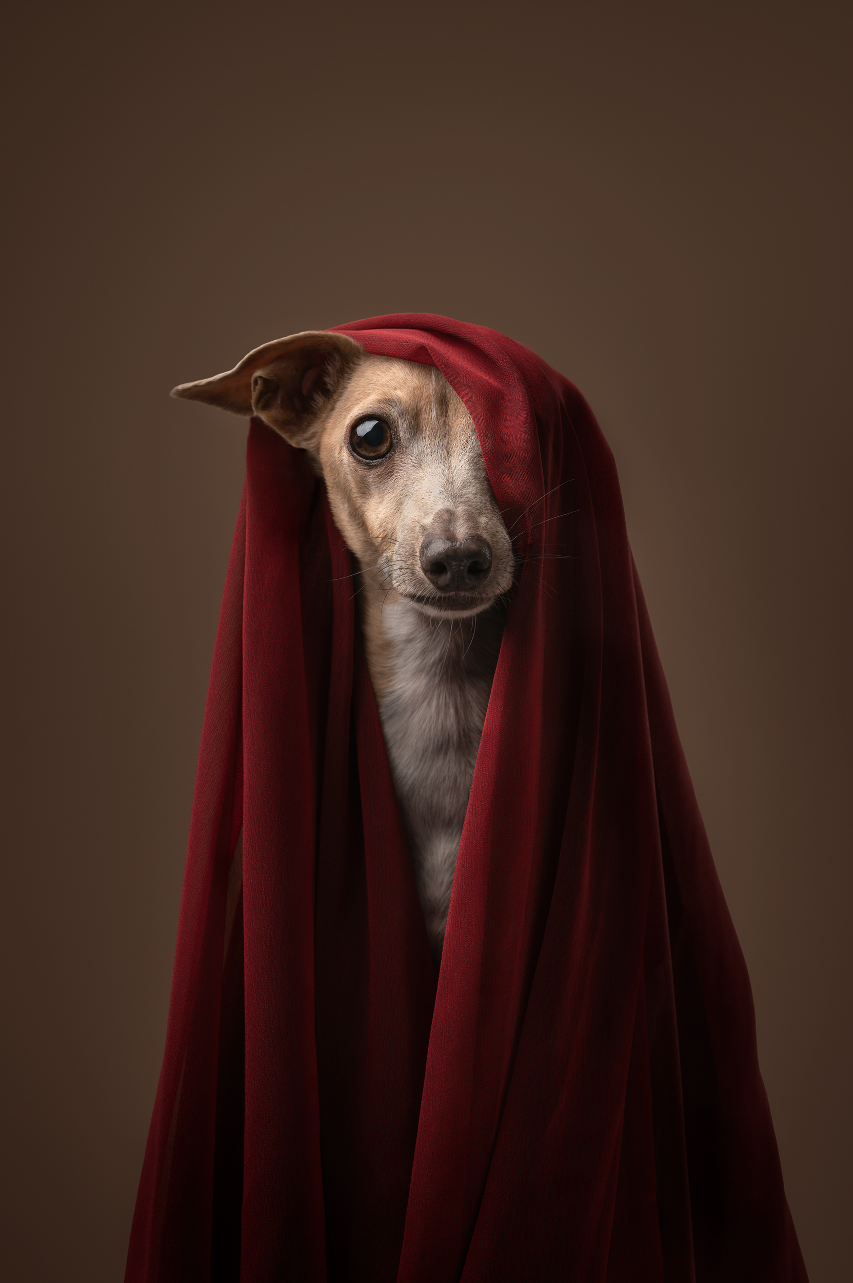 Dog Photography Awards 2025