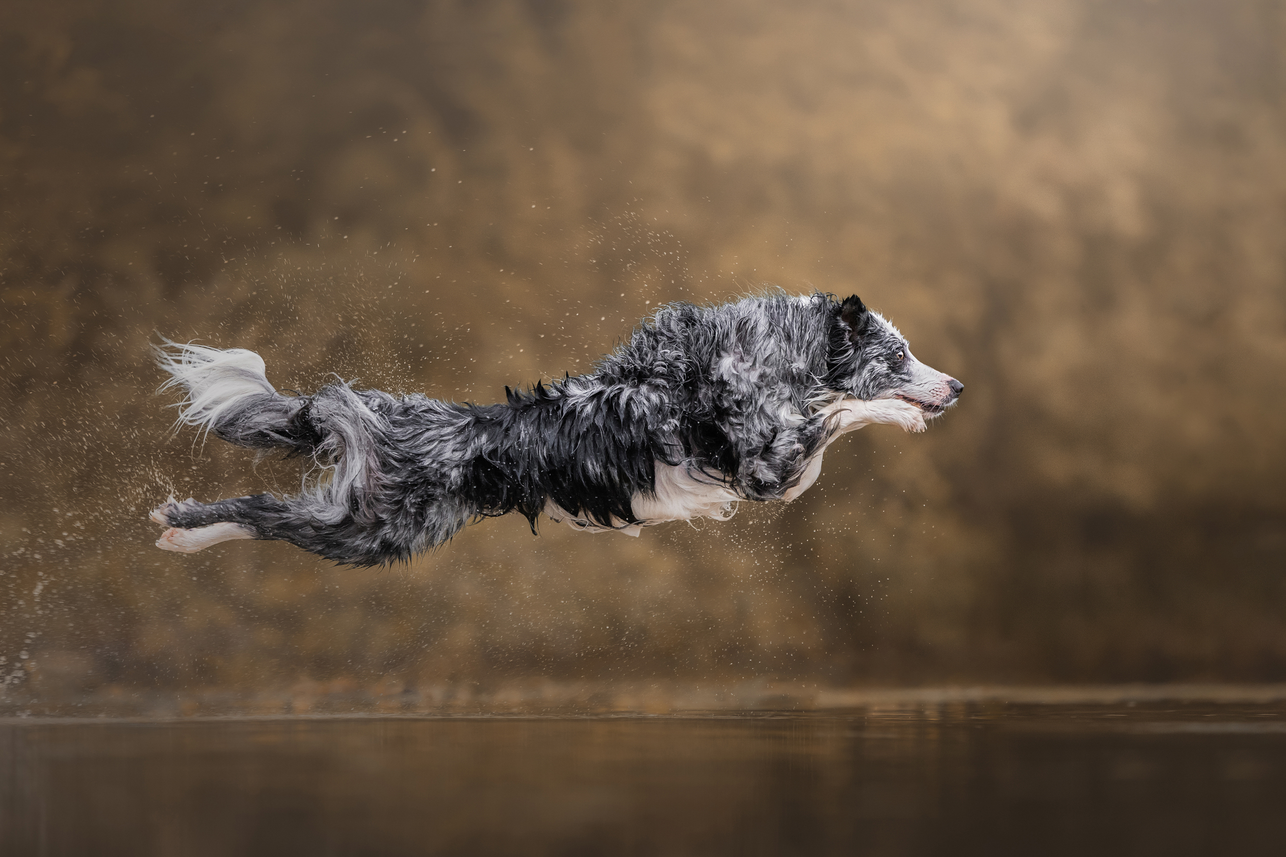 Dog Photography Awards 2025