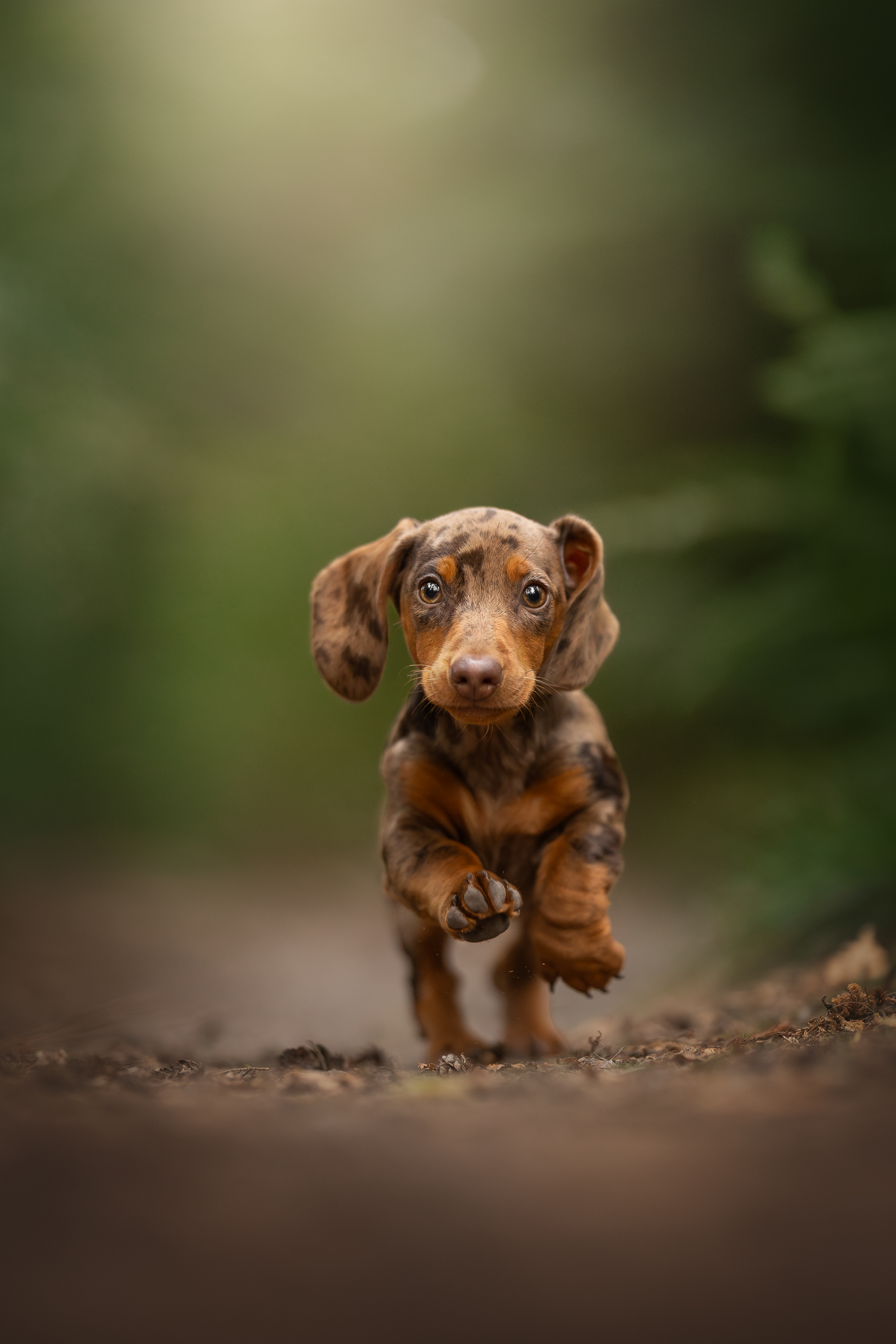 Dog Photography Awards 2025