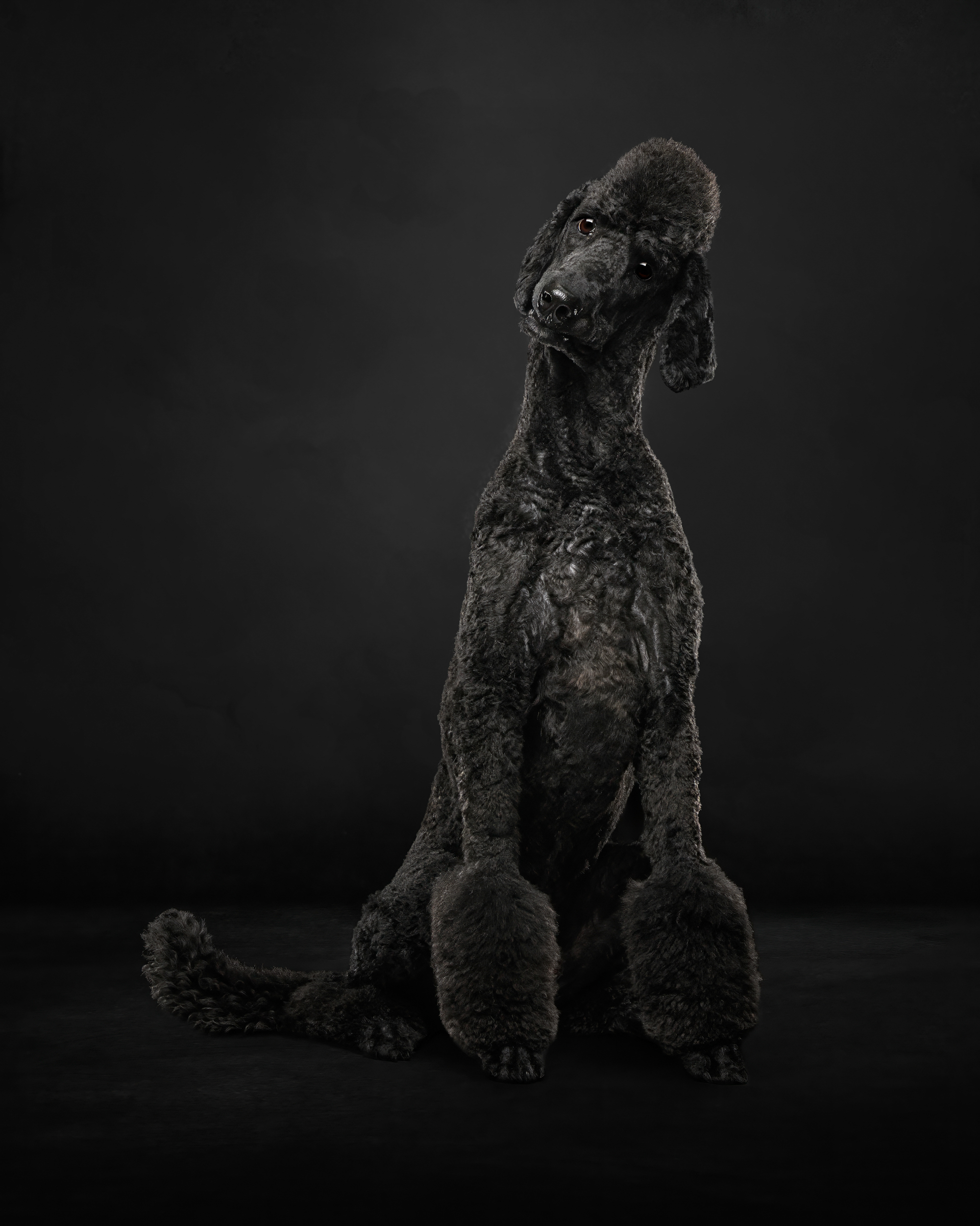 Dog Photography Awards 2025