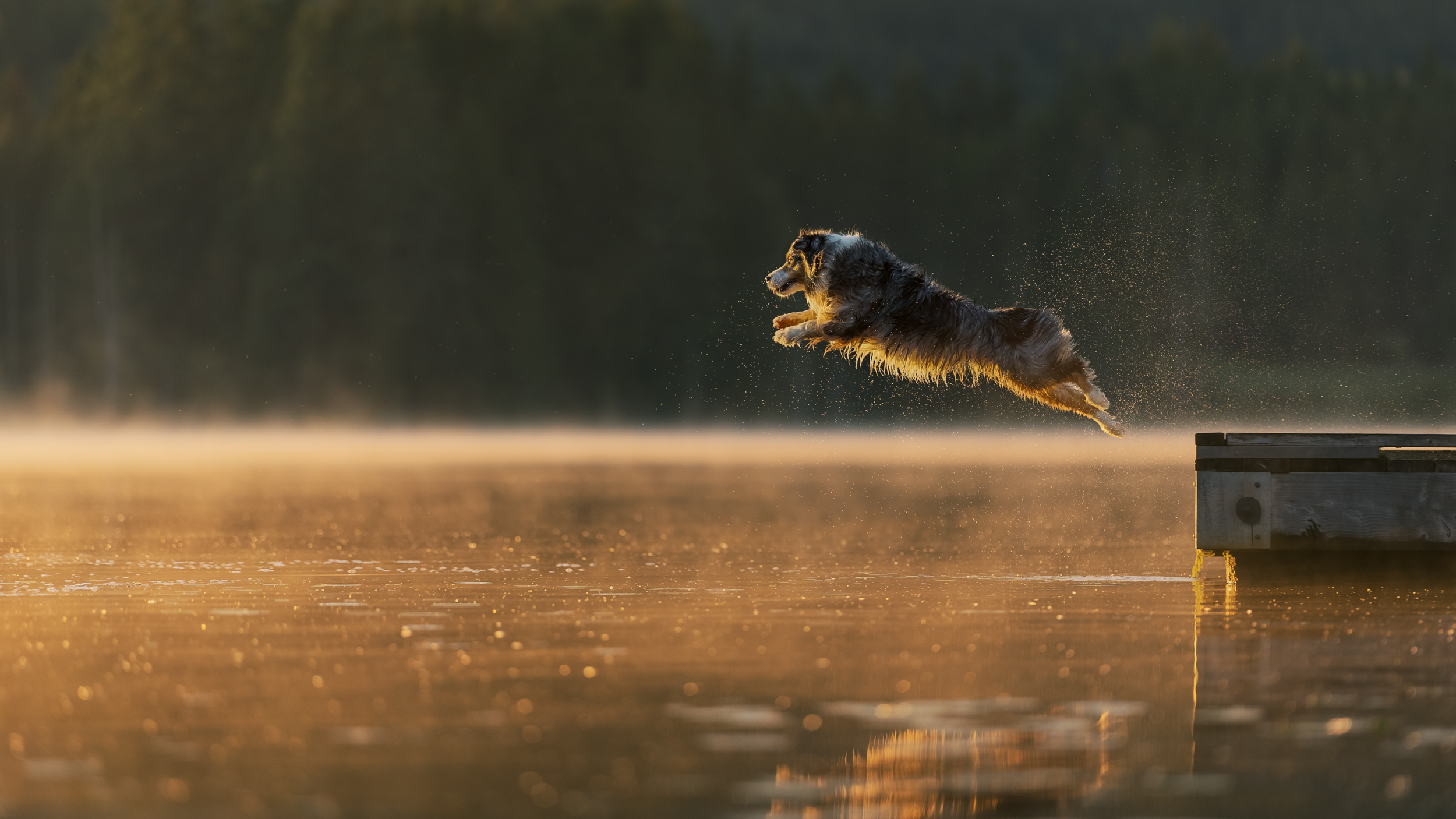 Dog Photography Awards 2025