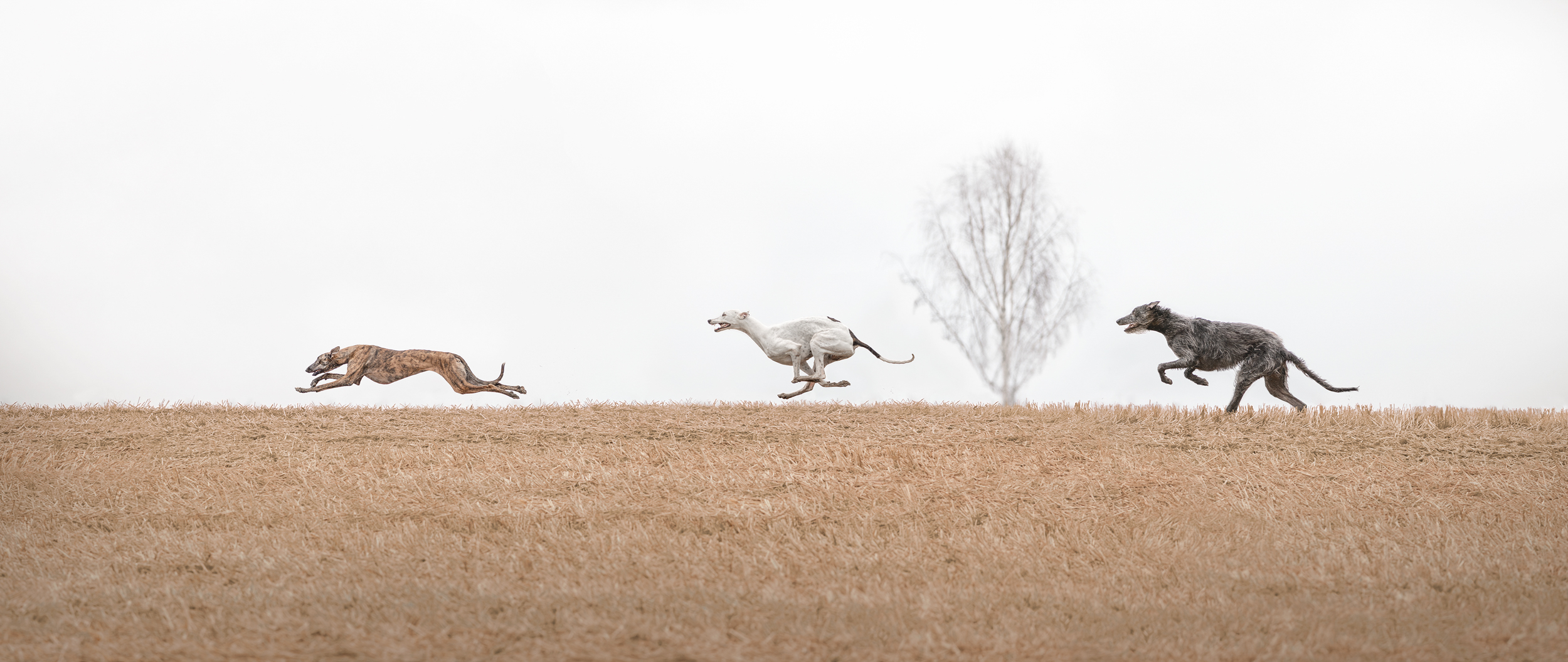 Dog Photography Awards 2025