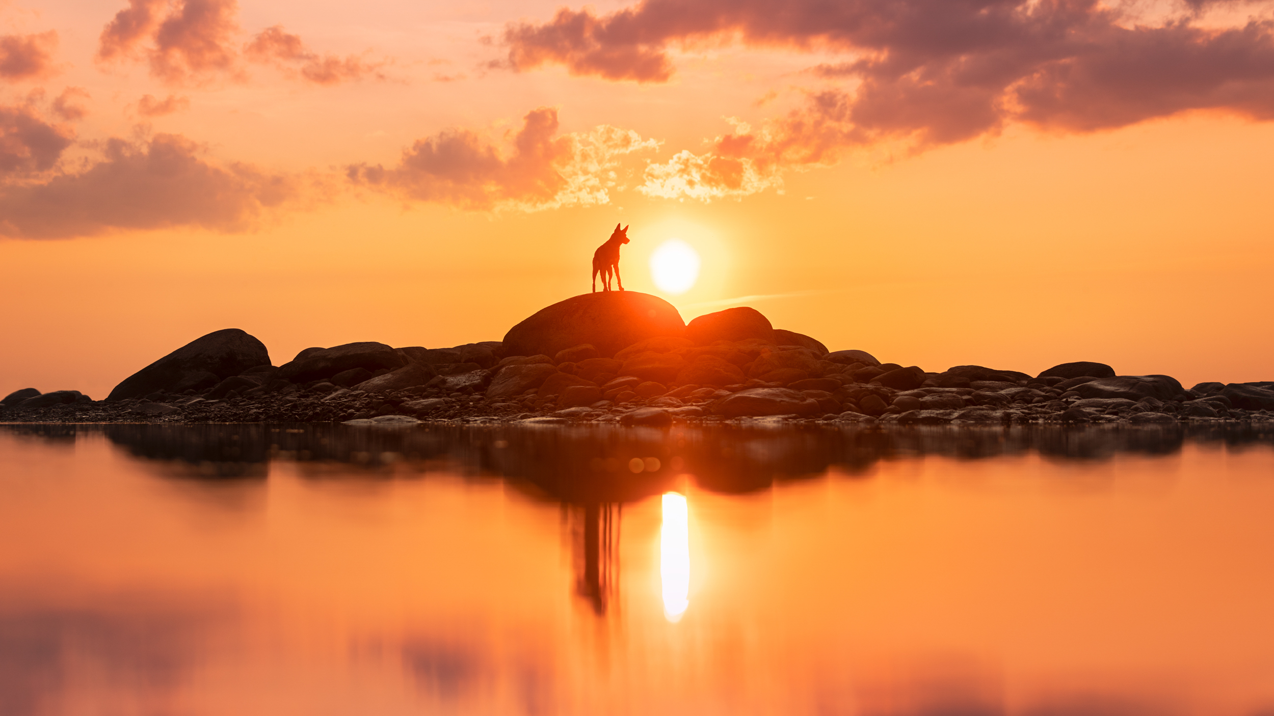 Dog Photography Awards 2025