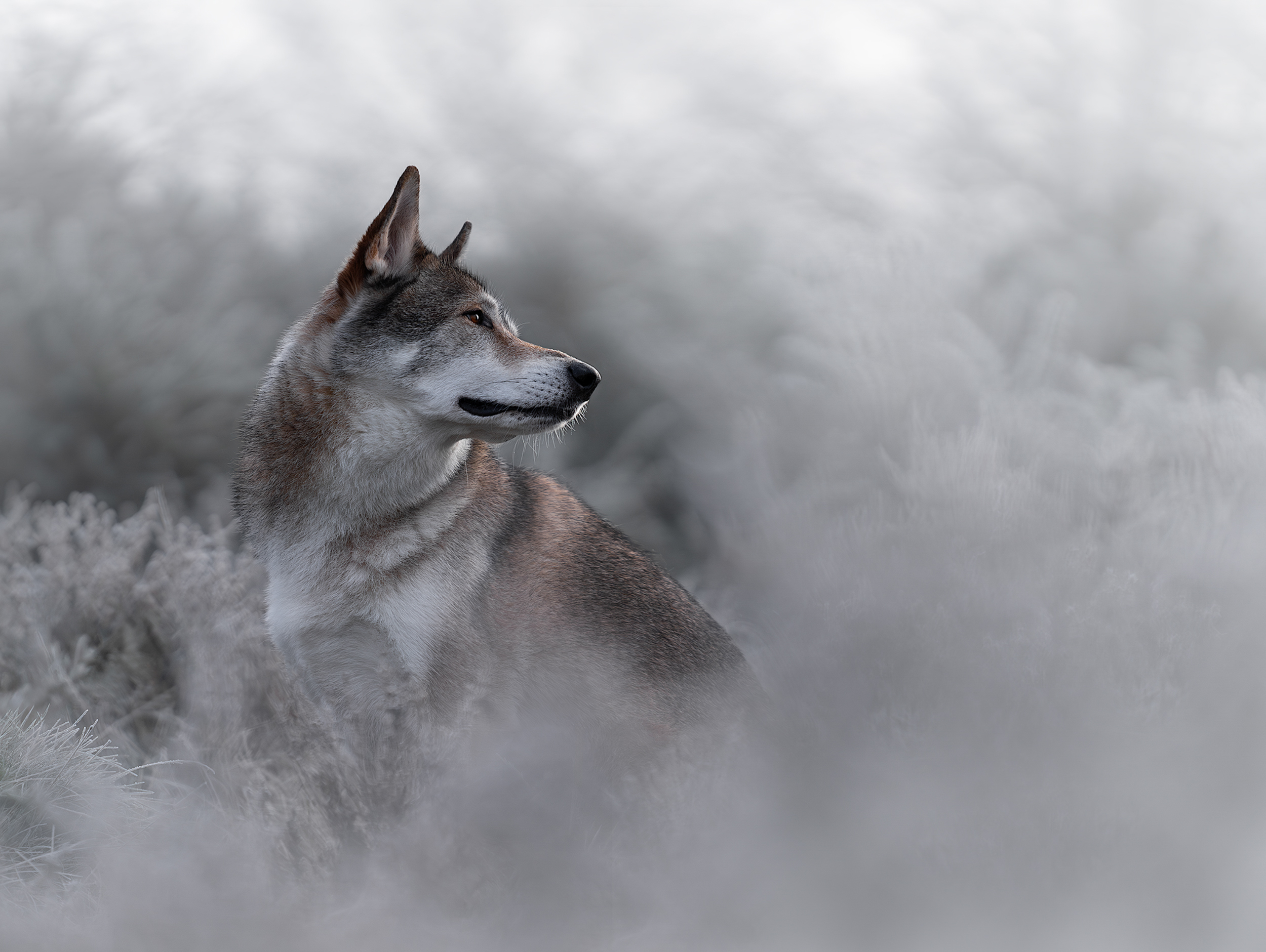 Dog Photography Awards 2025