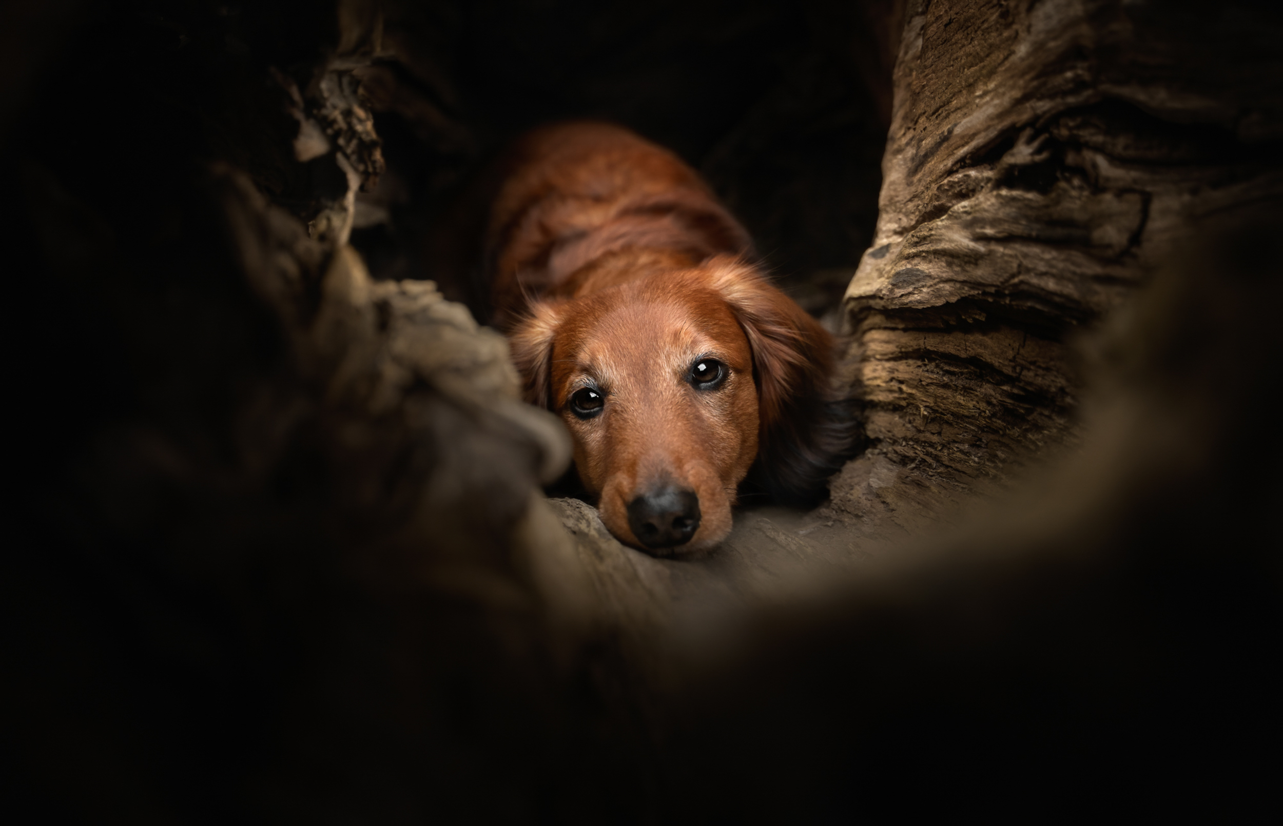 Dog Photography Awards 2025