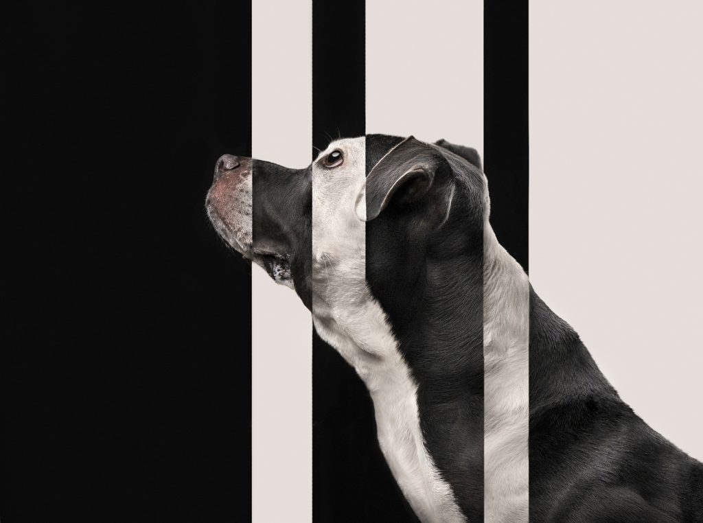 Katie Brockman Dog Photography Awards 2025