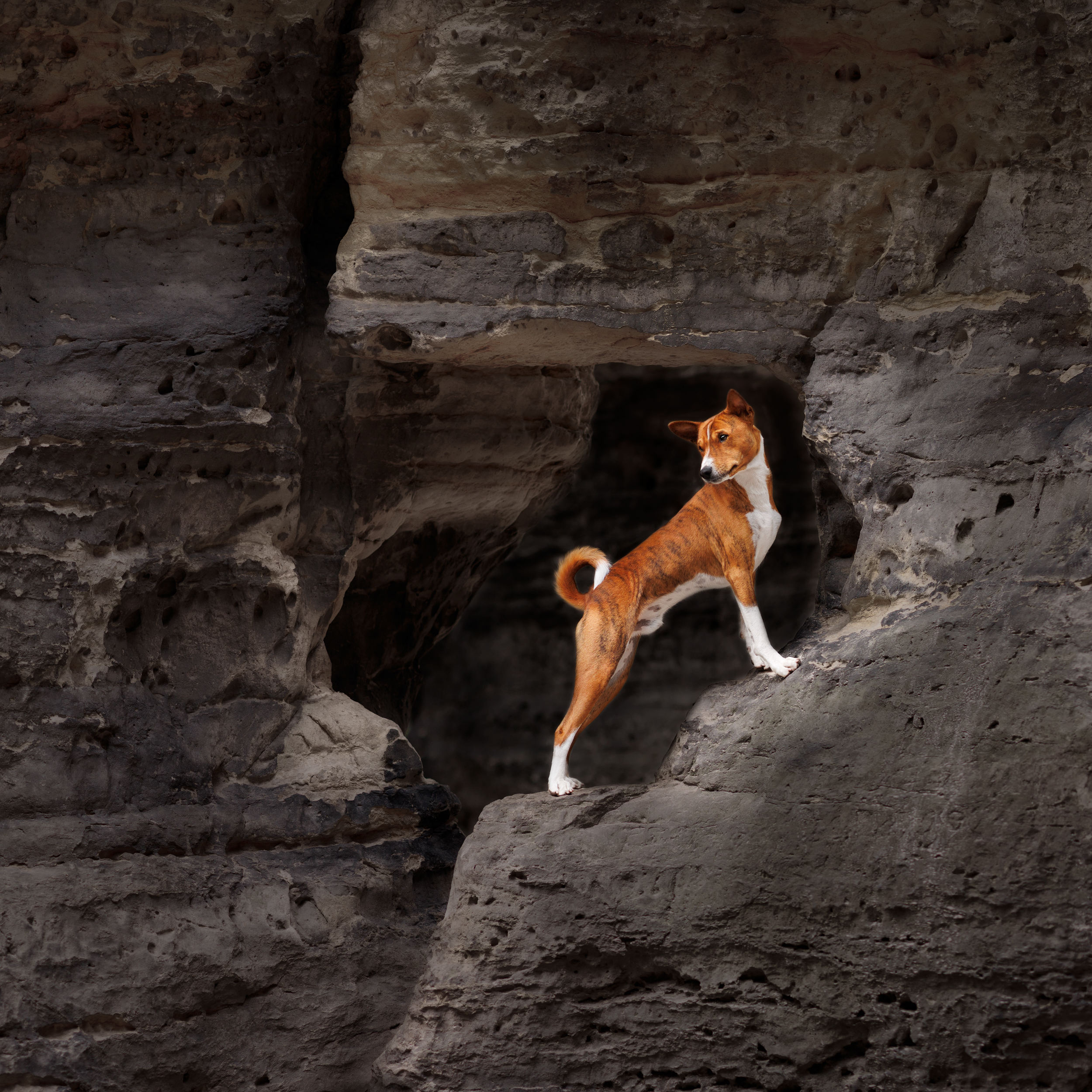 Dog Photography Awards 2025