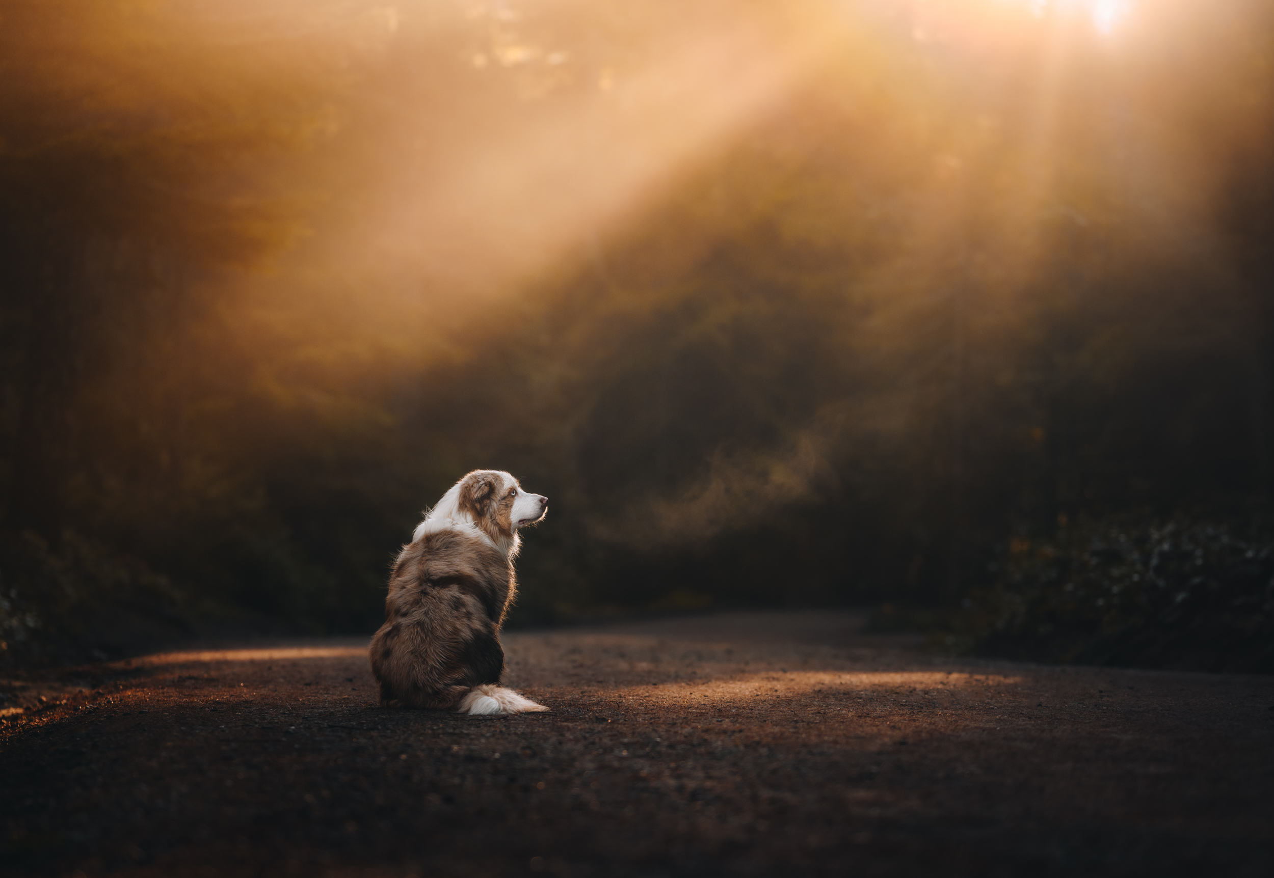 Dog Photography Awards 2025