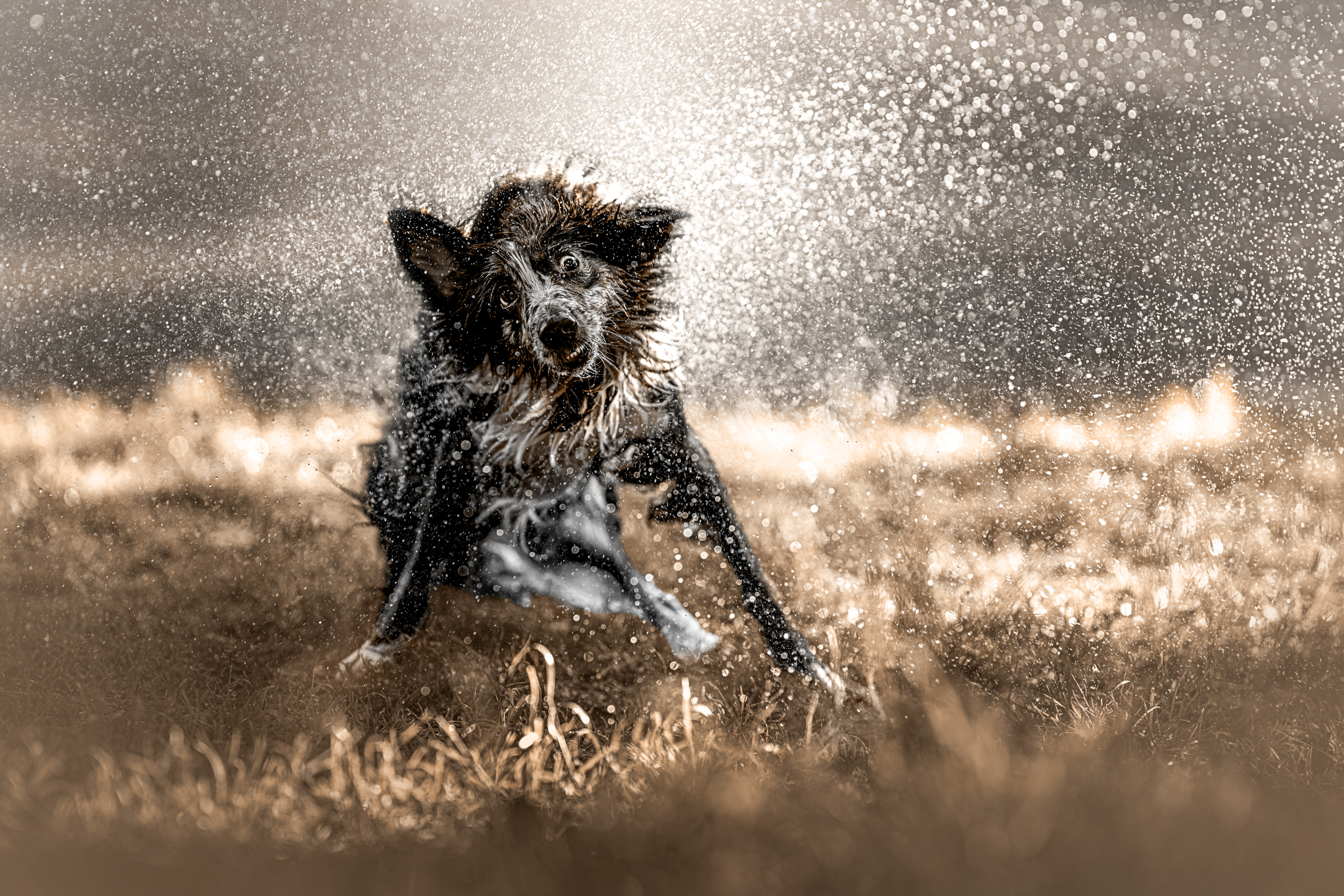 Dog Photography Awards 2025