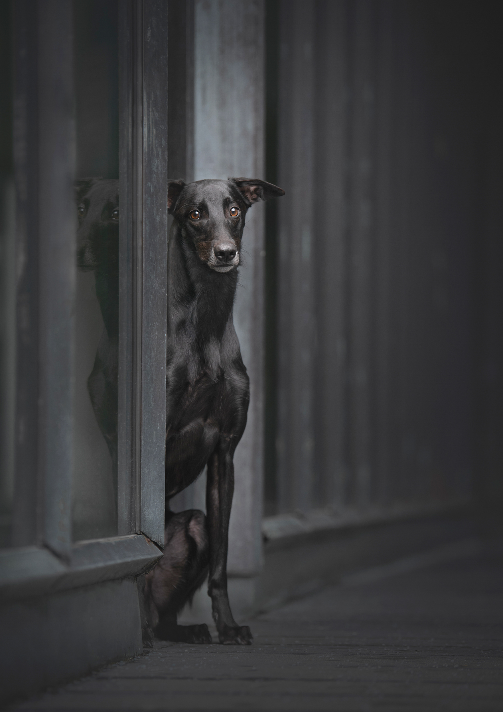 Dog Photography Awards 2025