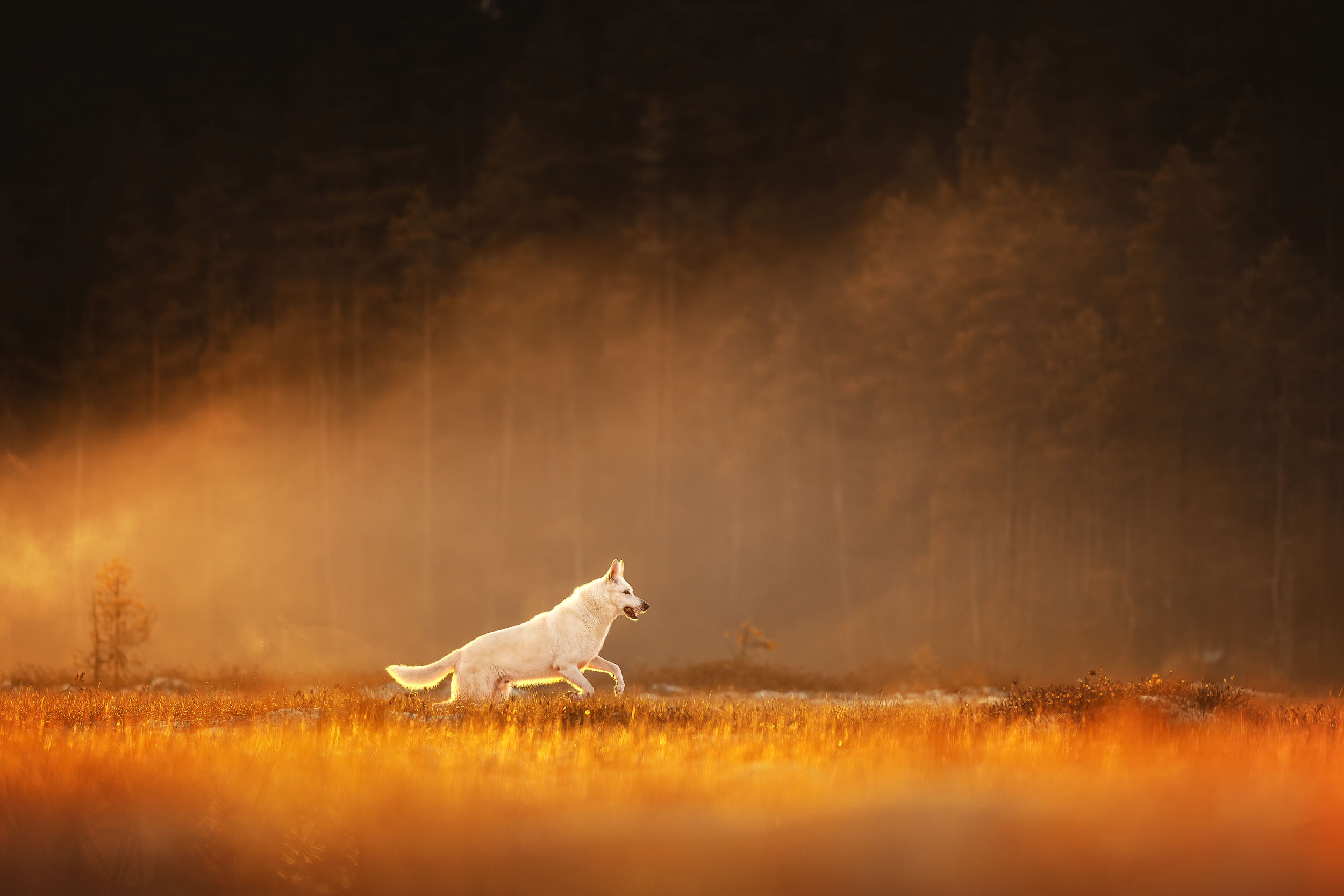 Dog Photography Awards 2025