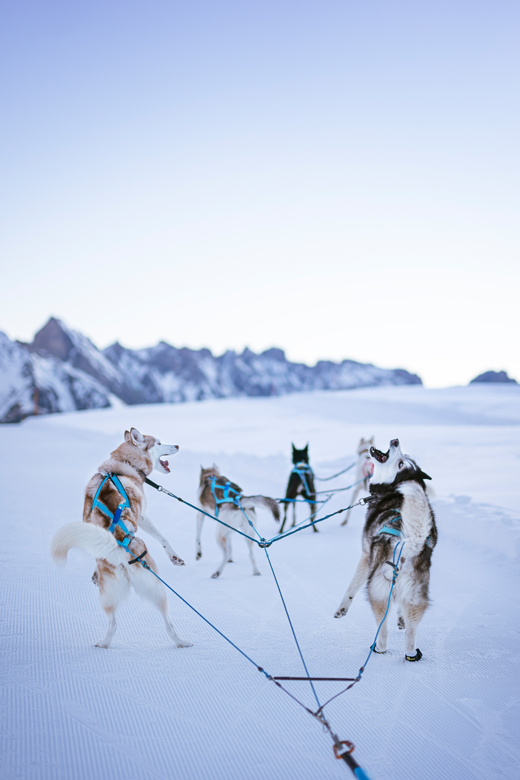 Dog Photography Awards 2025