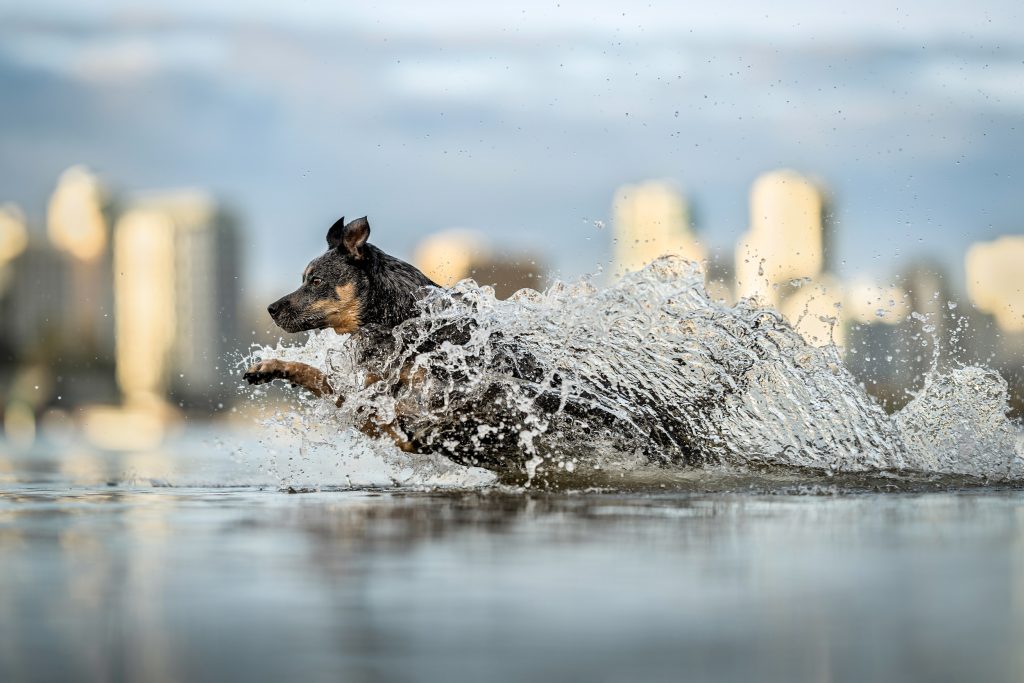 Katrina Leferink Dog Photography Awards 2025