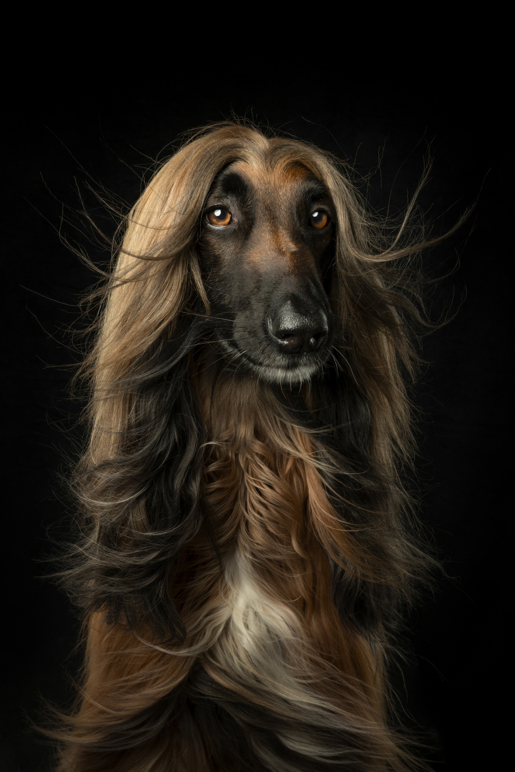 Dog Photography Awards 2025