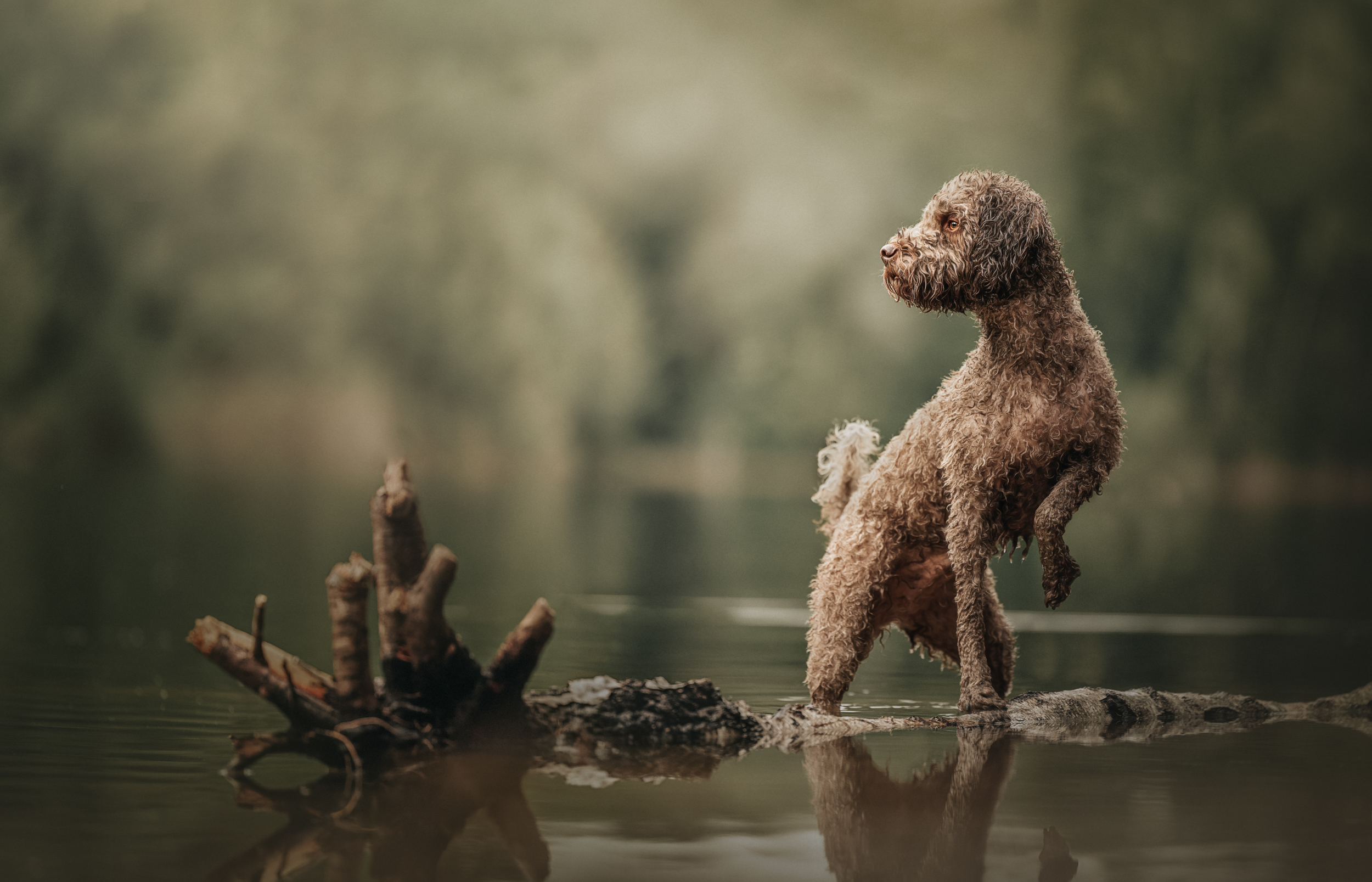 Dog Photography Awards 2025