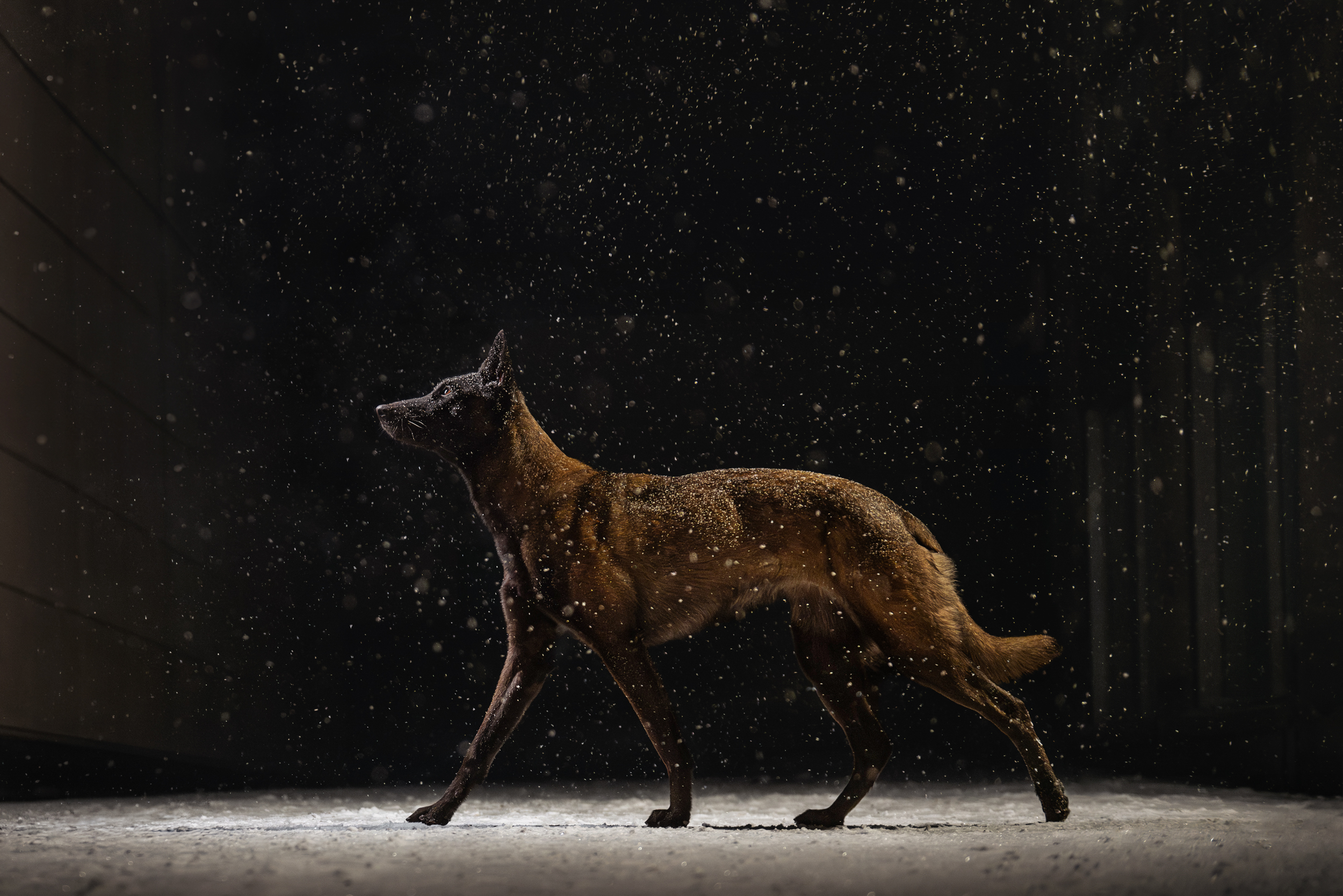 Dog Photography Awards 2025