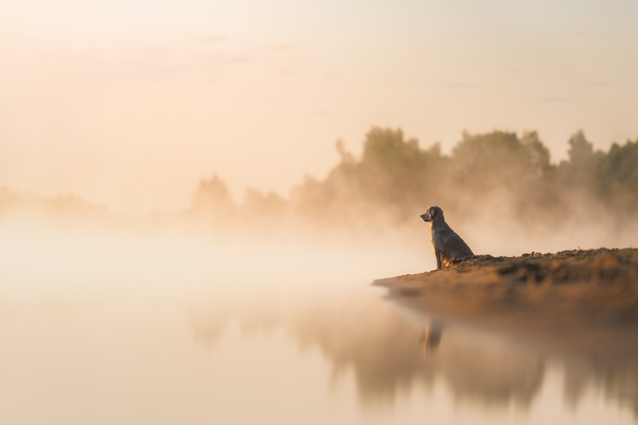 Dog Photography Awards 2025