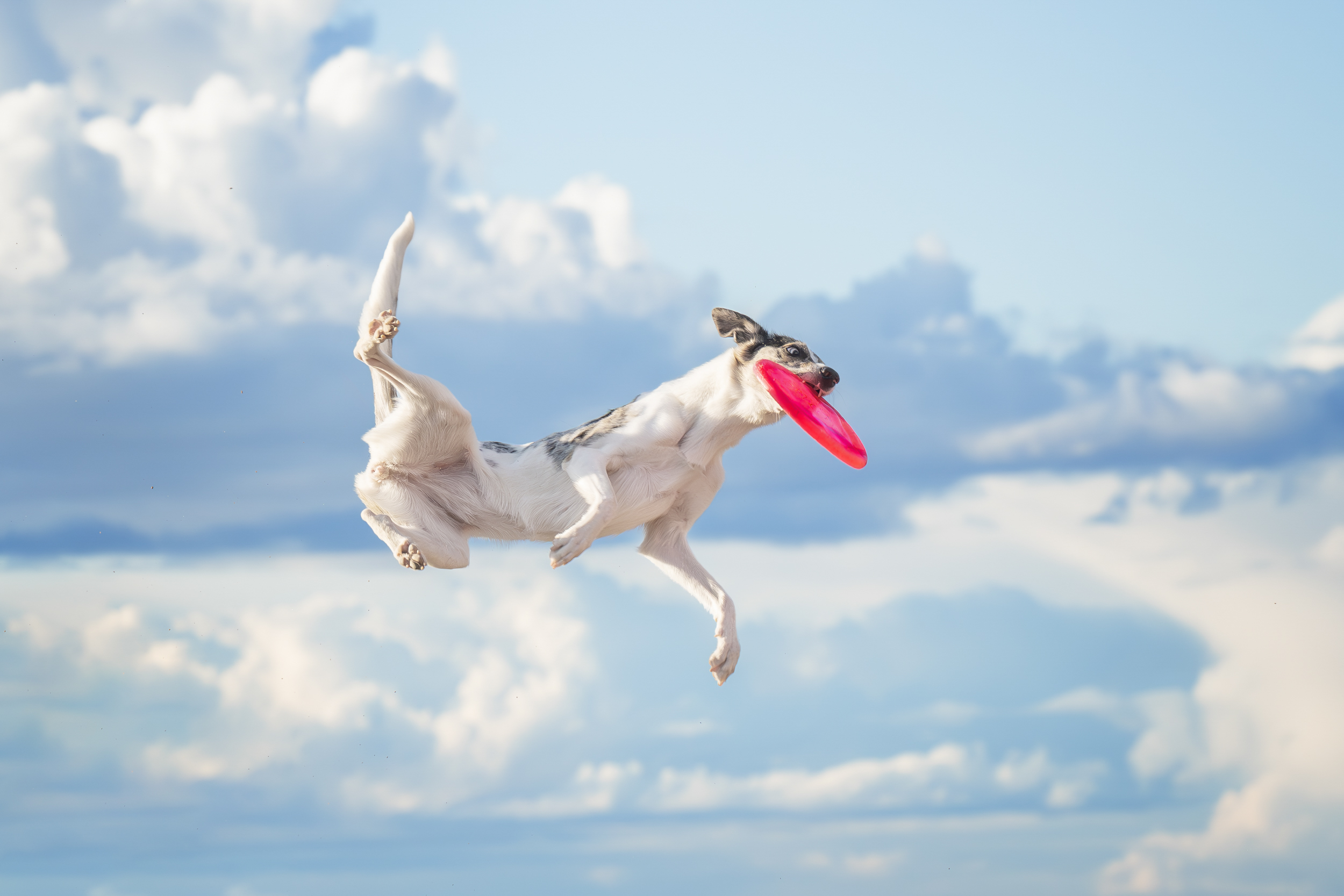 Dog Photography Awards 2025