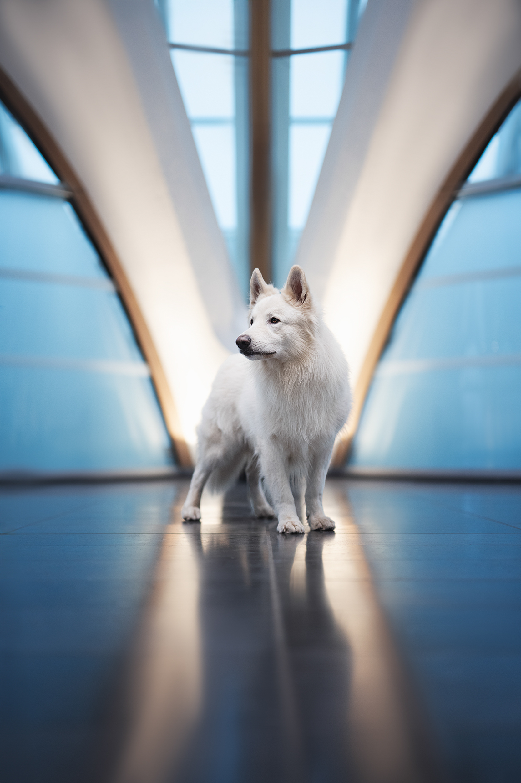 Dog Photography Awards 2025