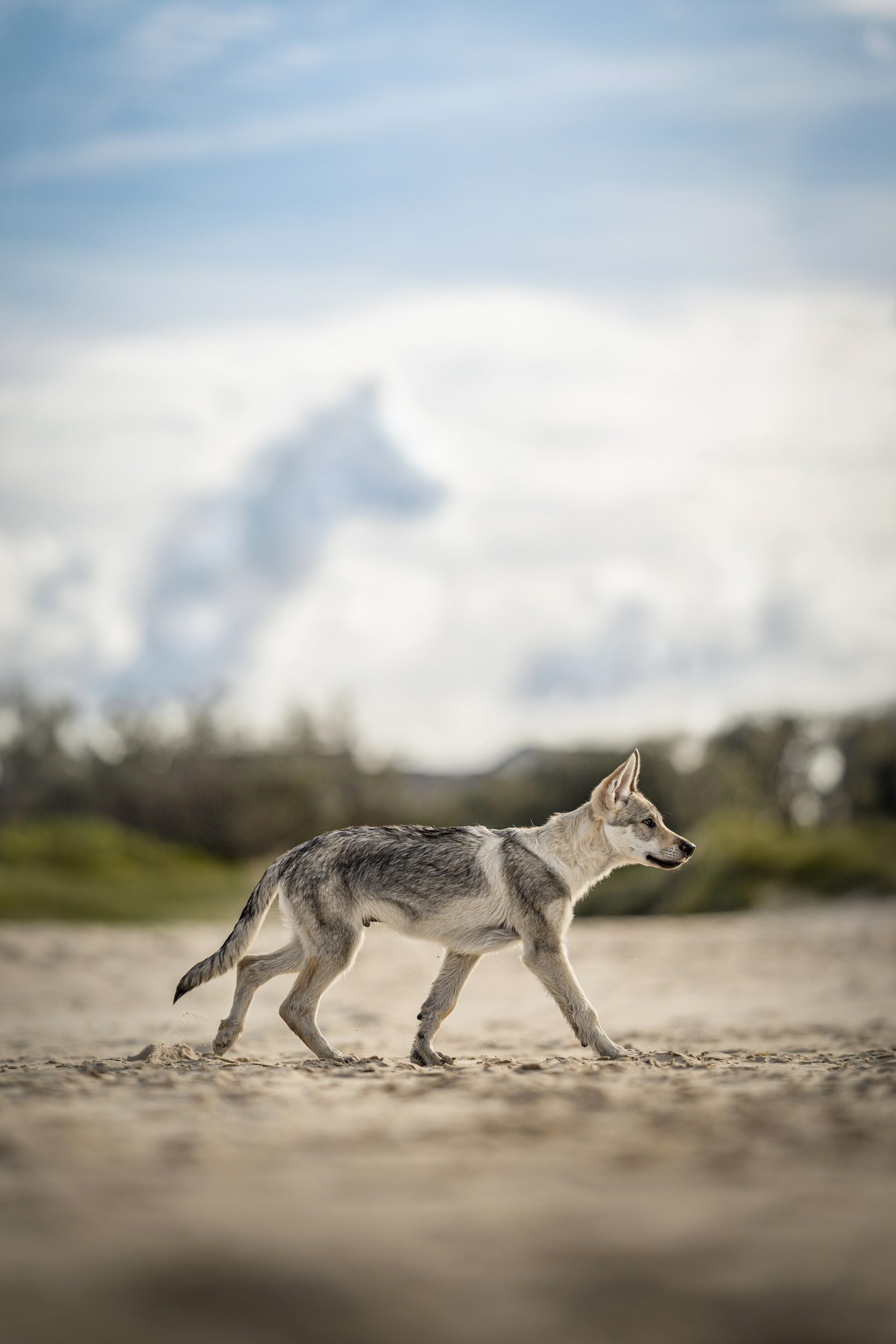 Dog Photography Awards 2025