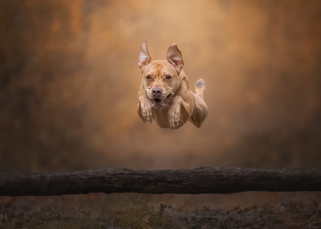 Grace Fieselman Dog Photography Awards 2025