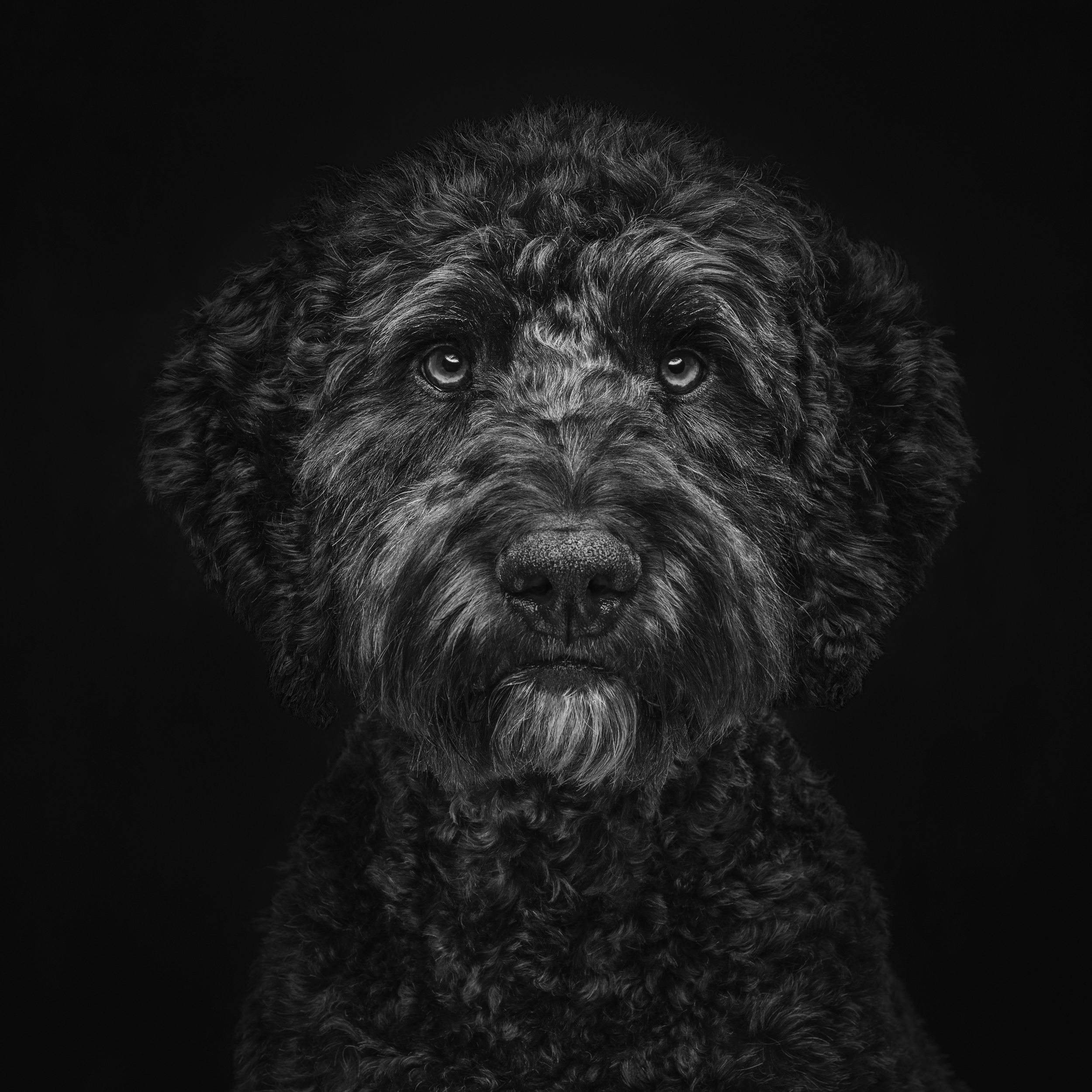 Dog Photography Awards 2025