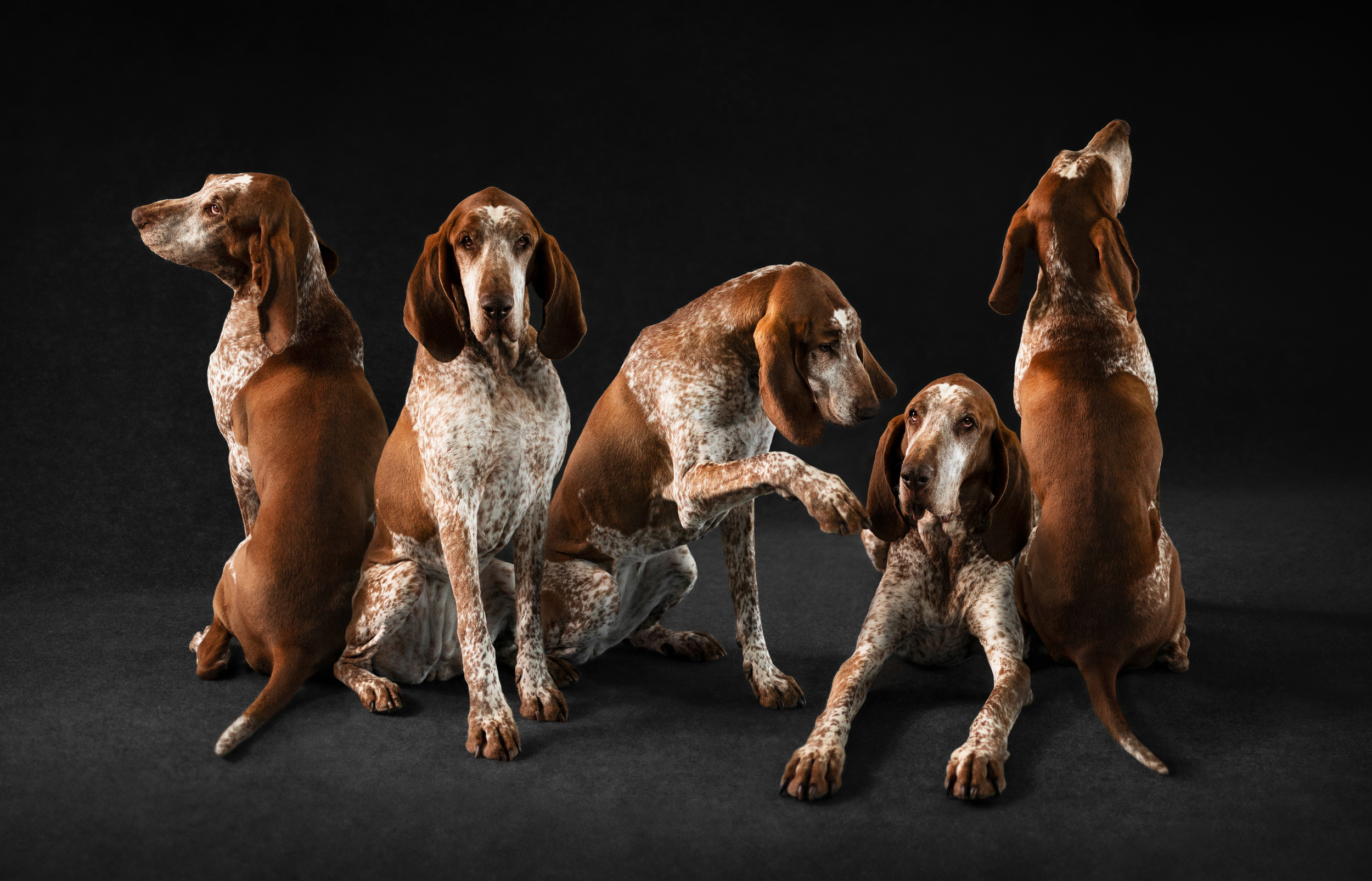 Dog Photography Awards 2025