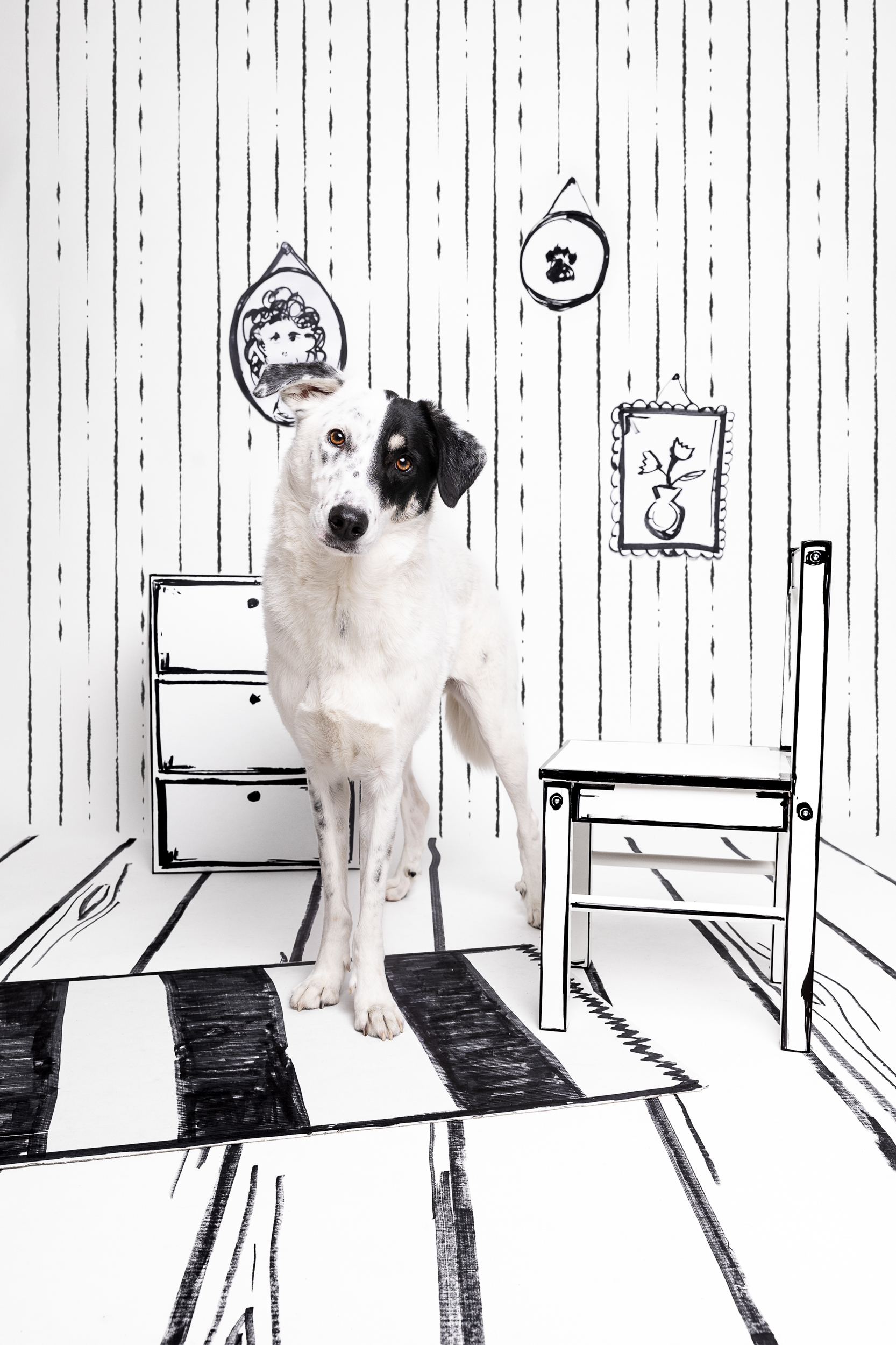 Dog Photography Awards 2025