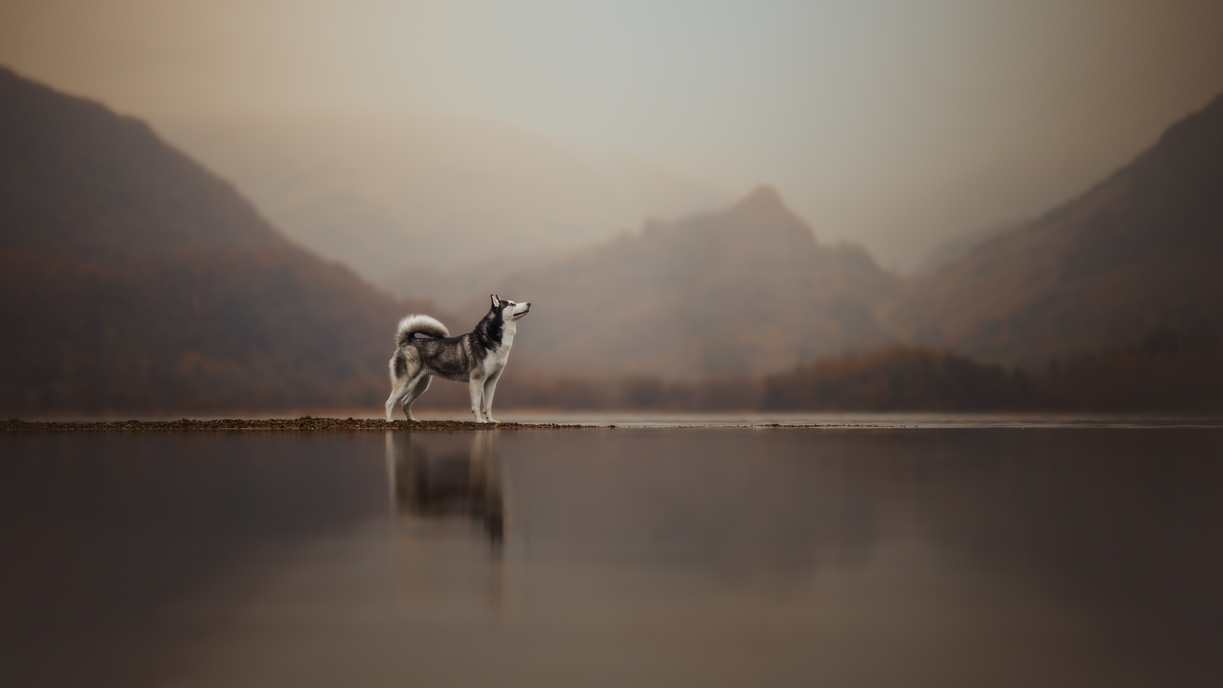 Dog Photography Awards 2025