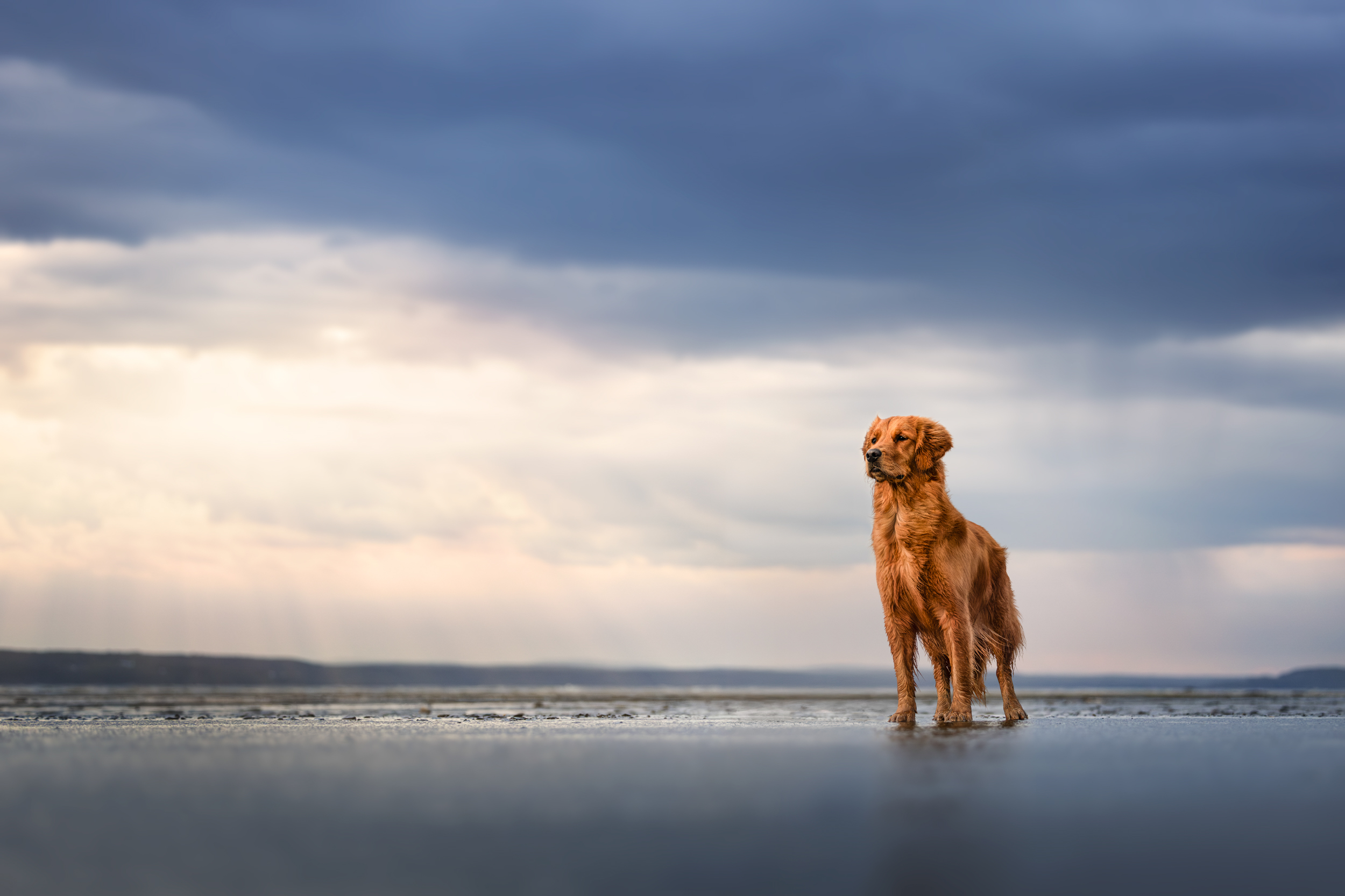 Dog Photography Awards 2025