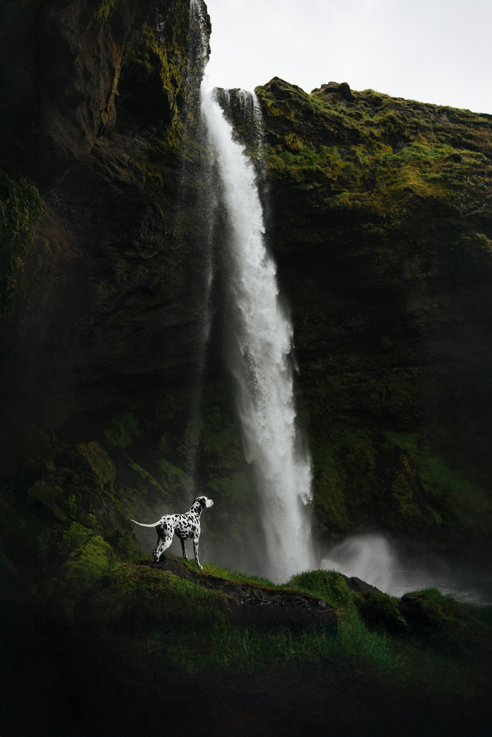 Dog Photography Awards 2025