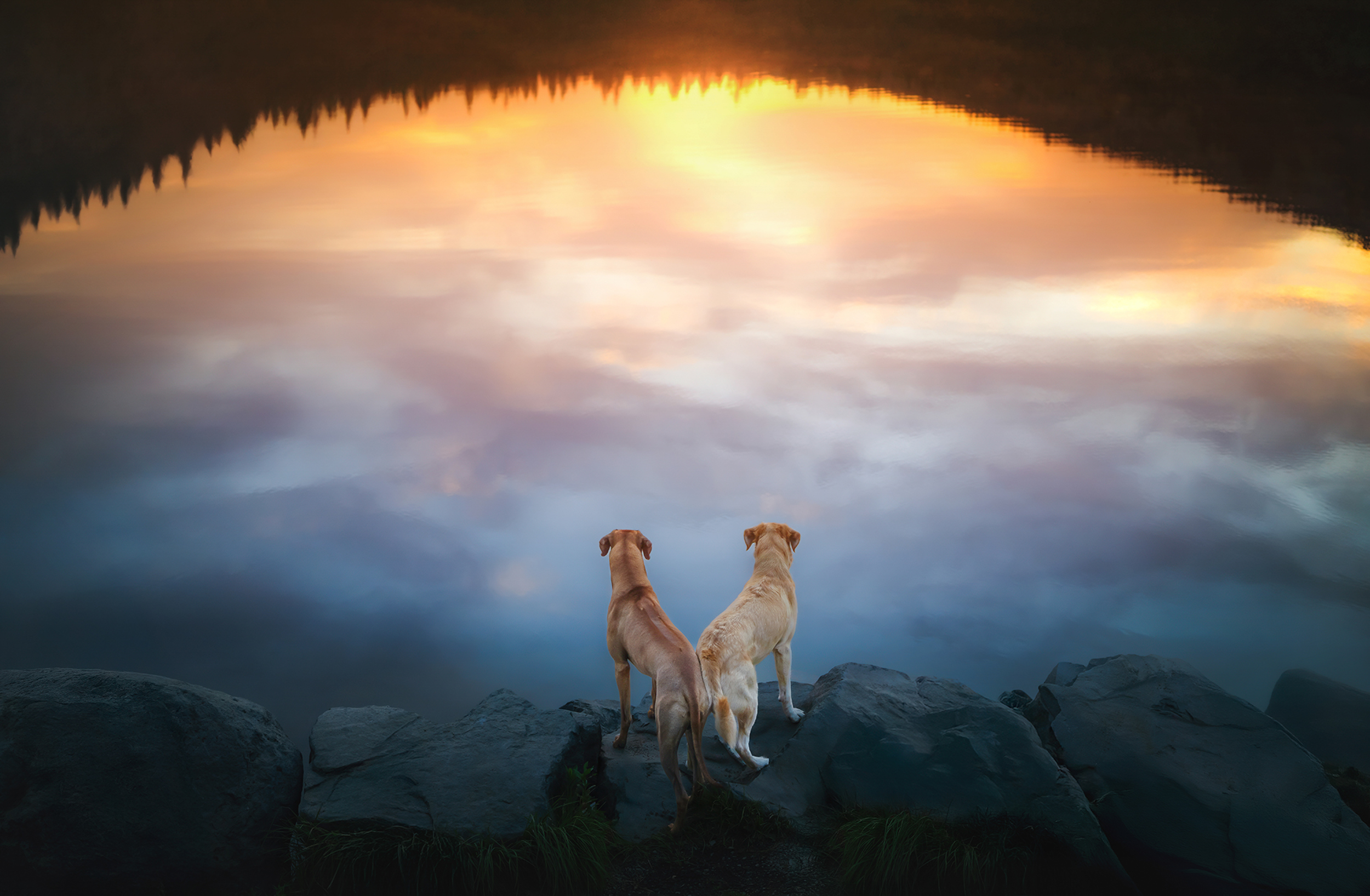 Dog Photography Awards 2025