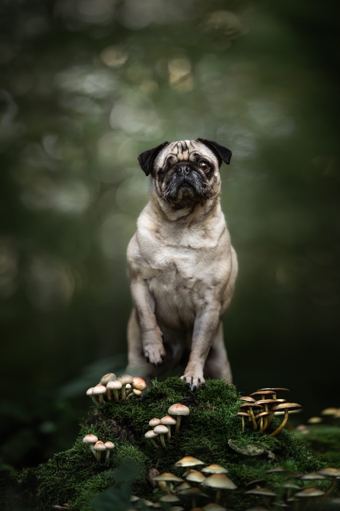 Aleksandra Szaniewska Dog Photography Awards 2025