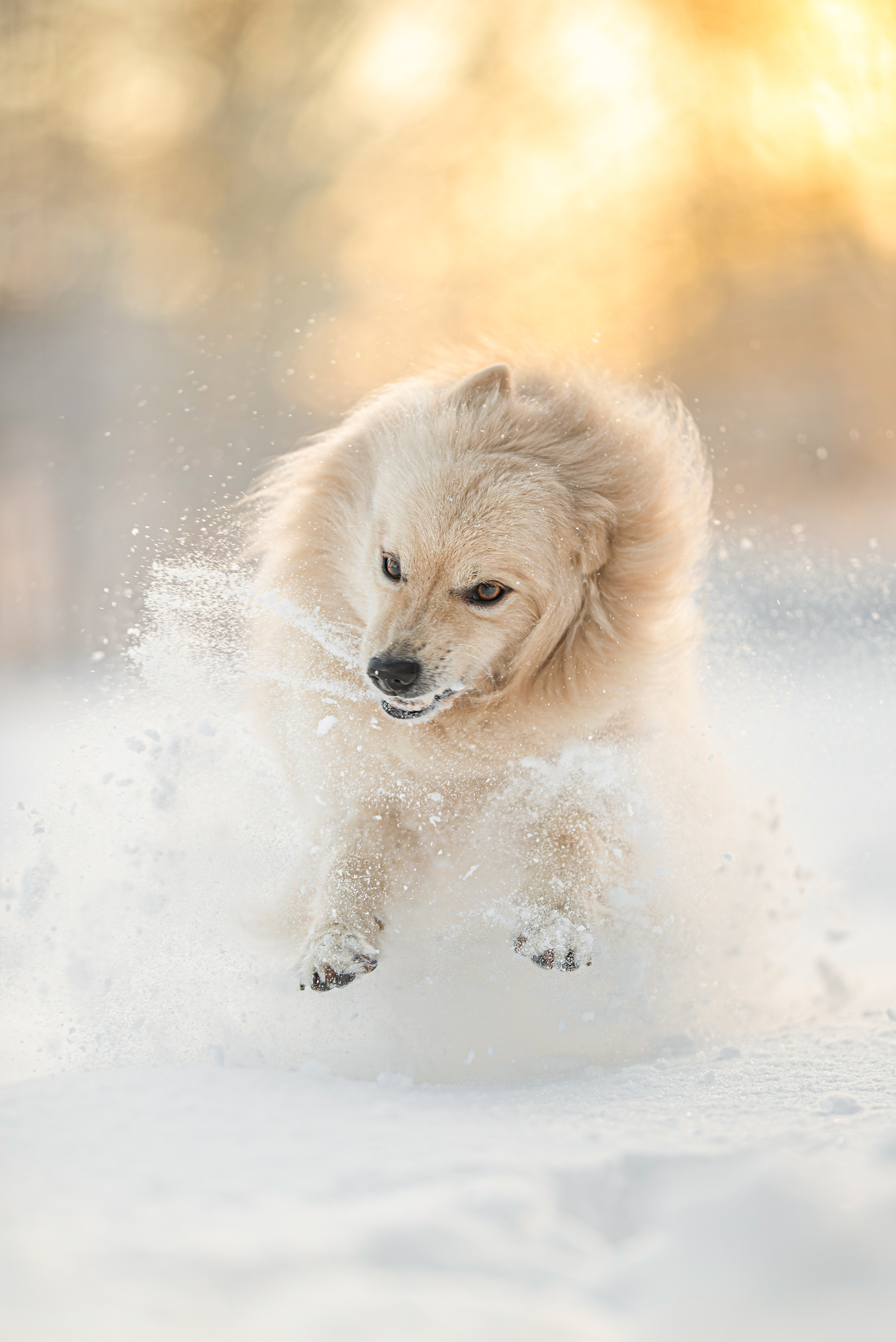 Dog Photography Awards 2025