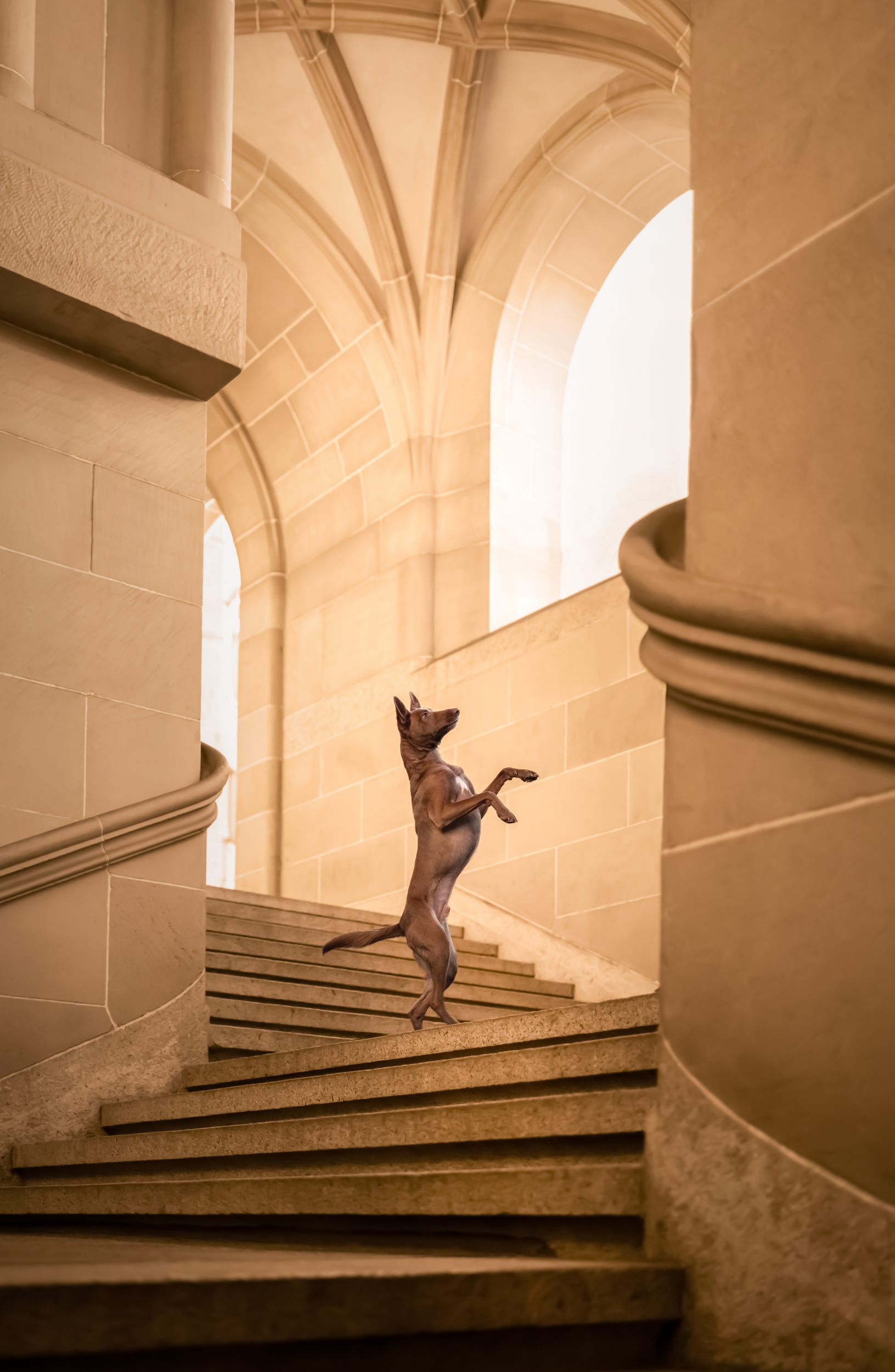 Dog Photography Awards 2025