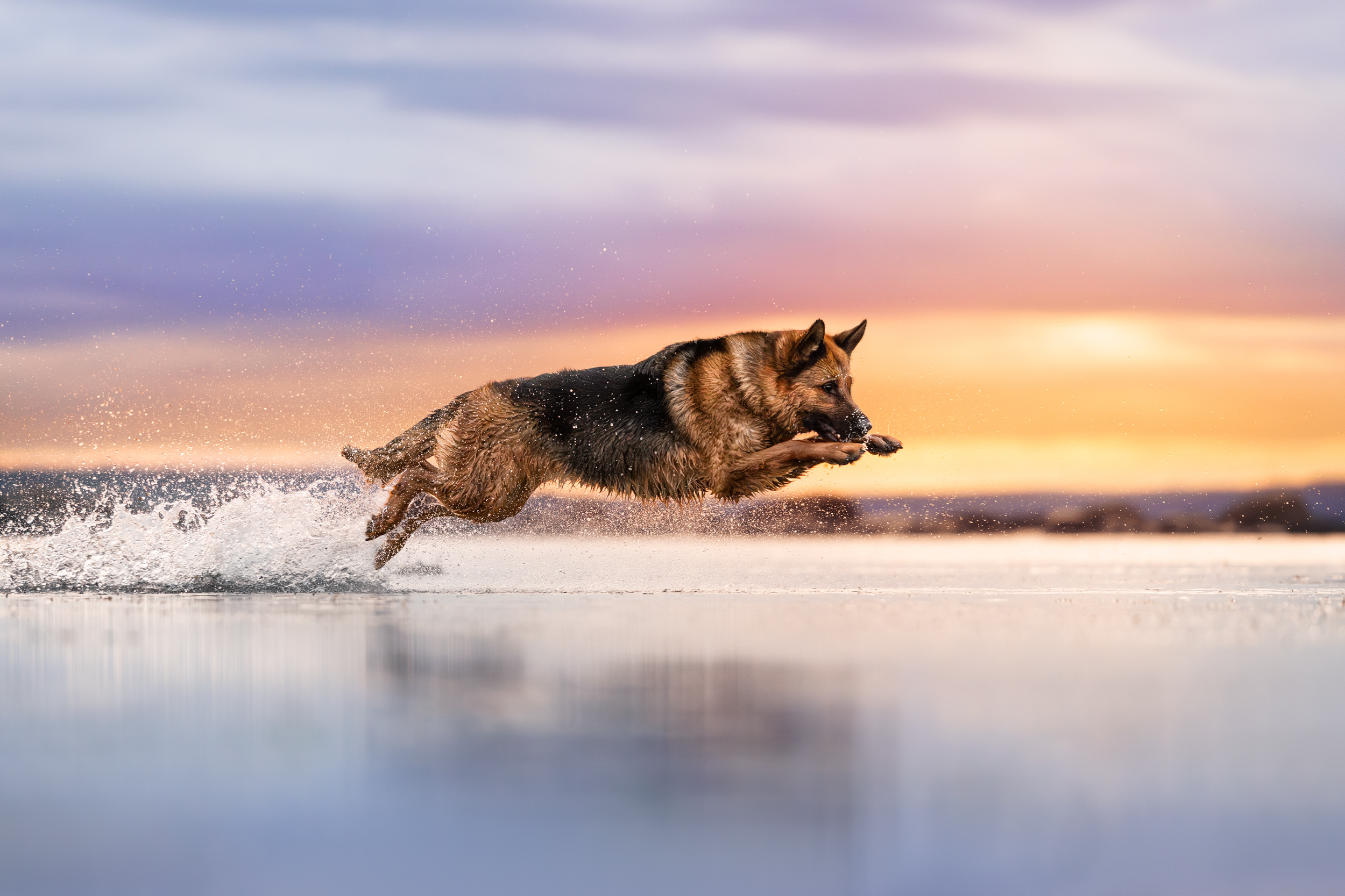 Dog Photography Awards 2025