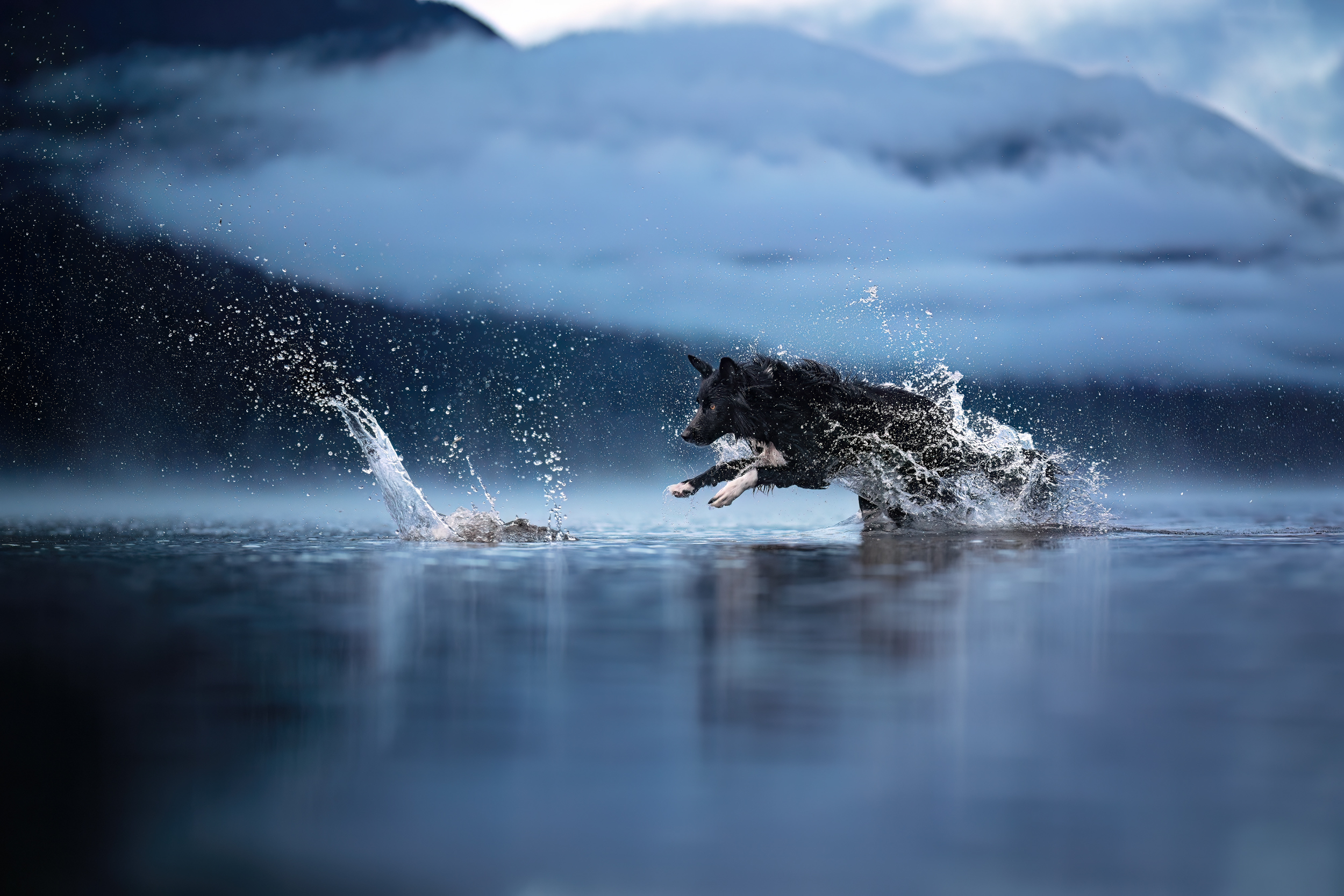 Dog Photography Awards 2025