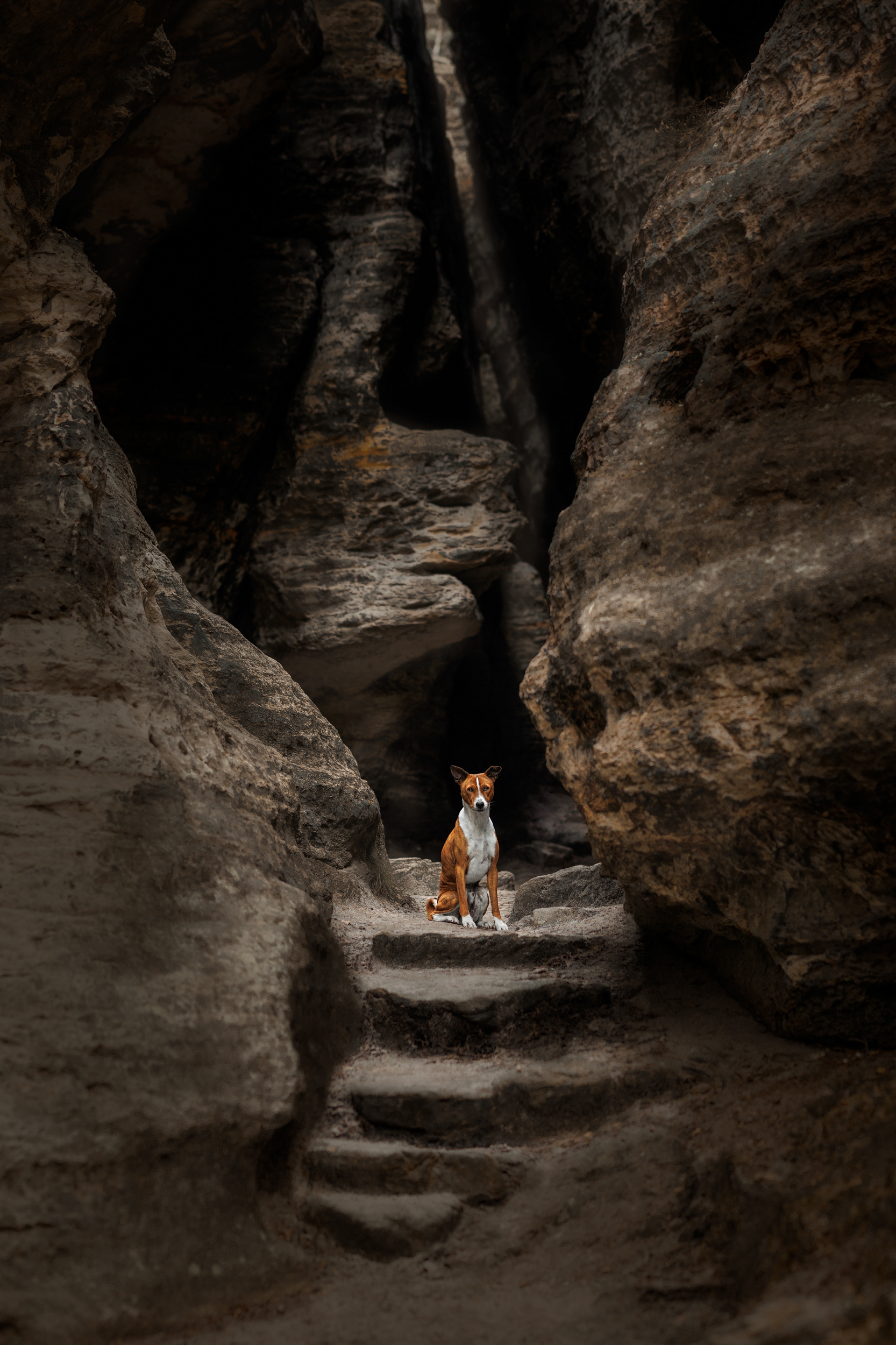 Dog Photography Awards 2025