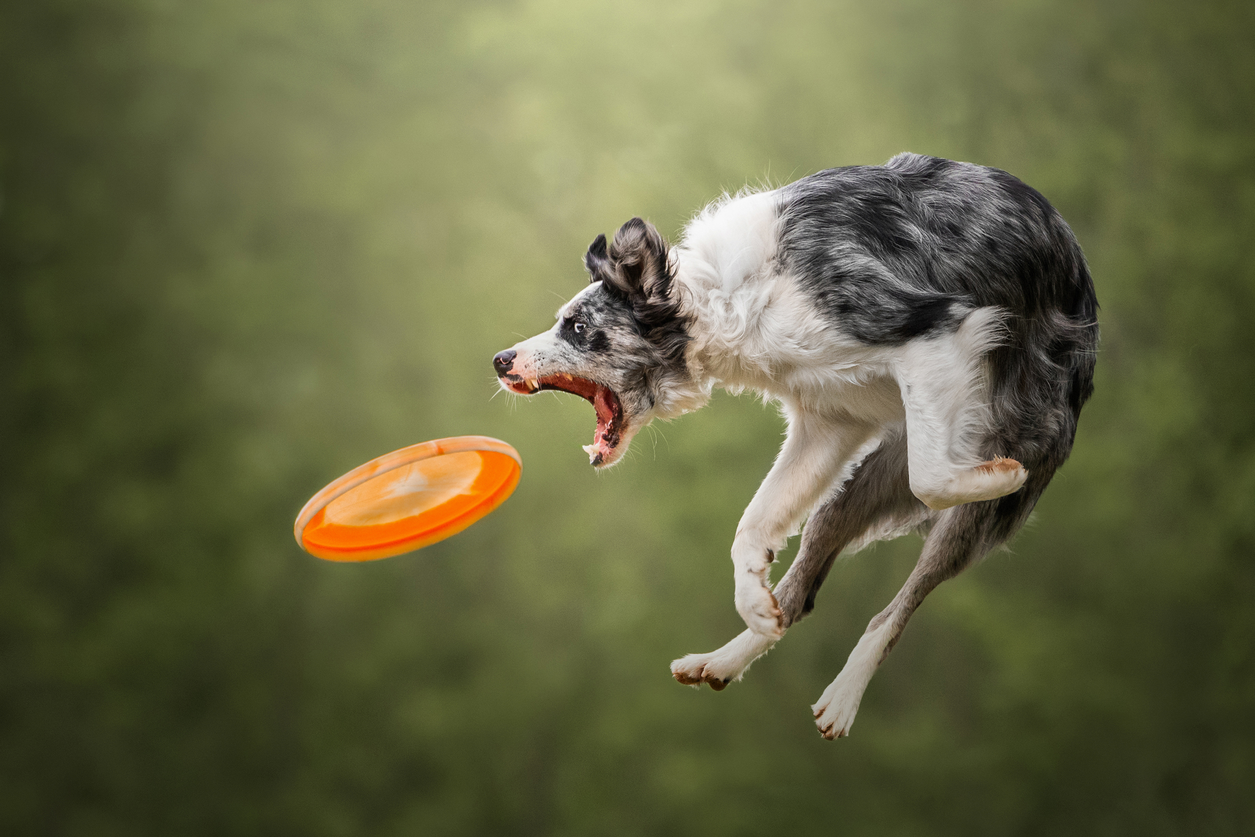 Dog Photography Awards 2025