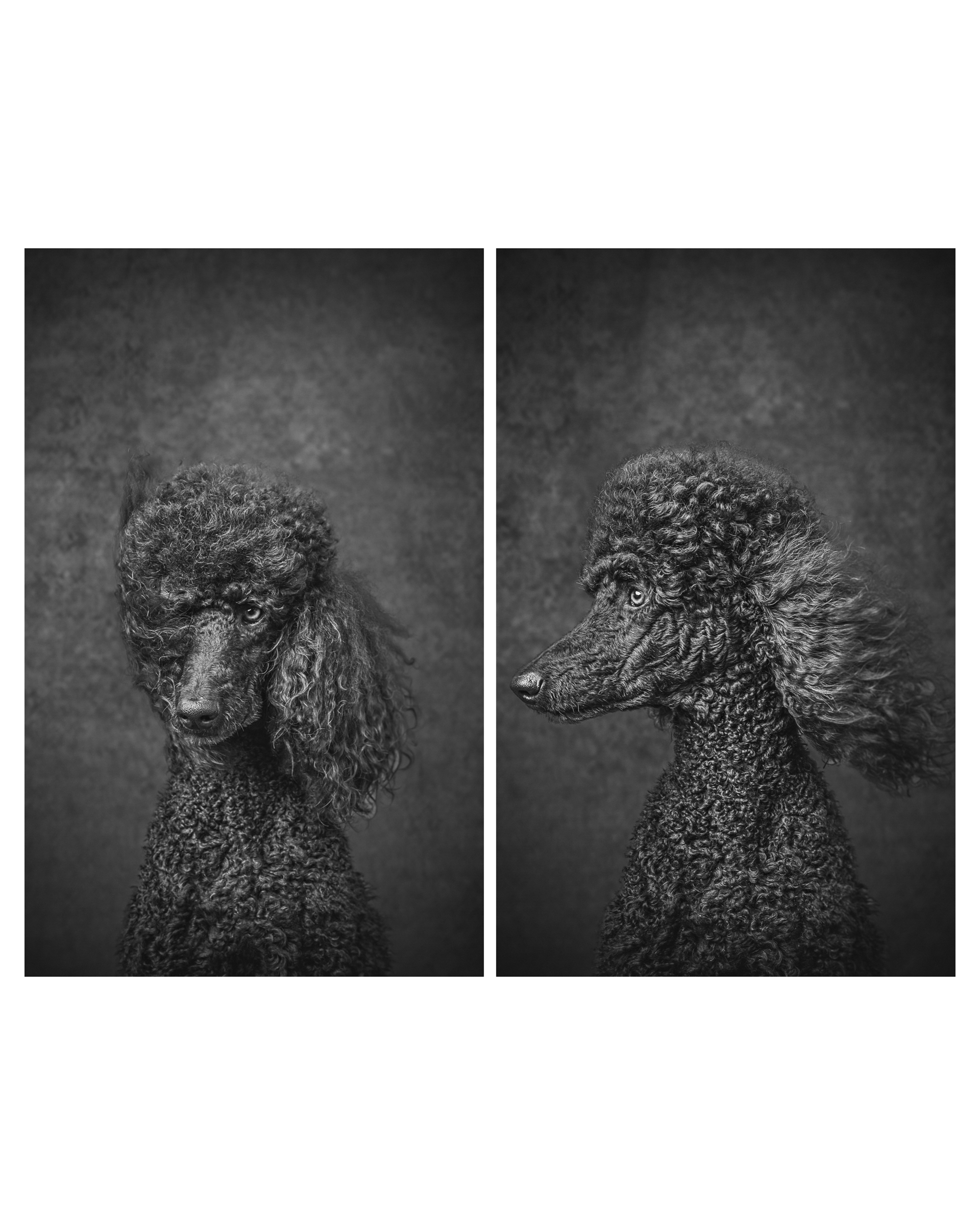 Dog Photography Awards 2025